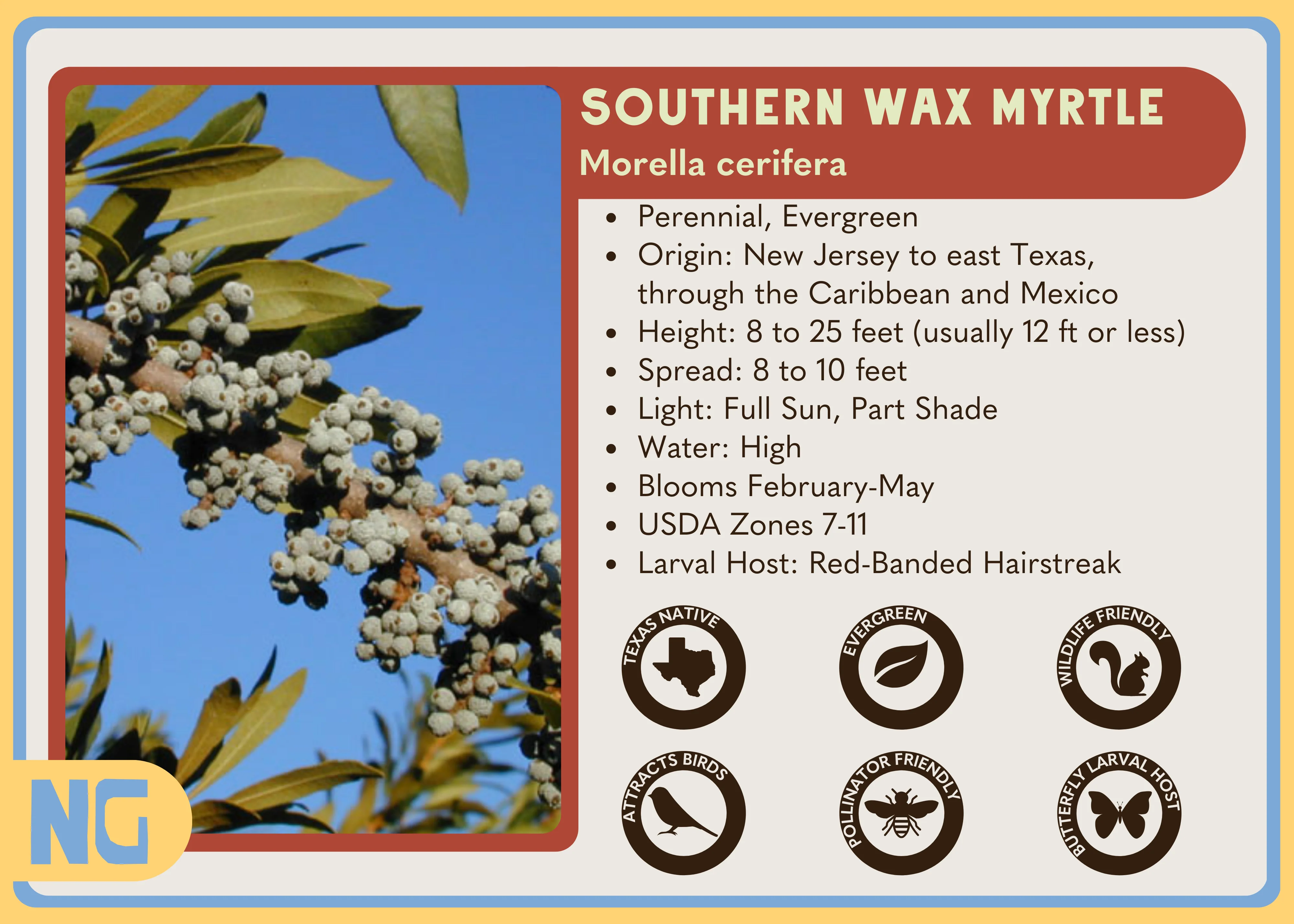 Southern Wax Myrtle - Image 3