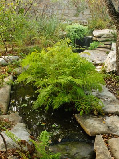 Southern Wood Fern - Image 3