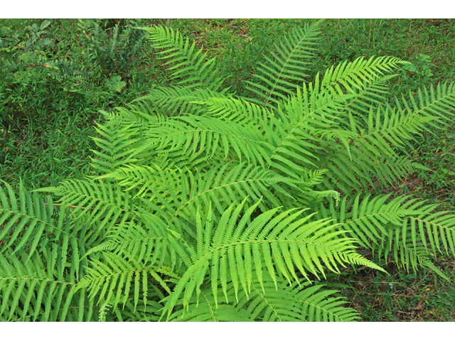 Southern Wood Fern - Image 4
