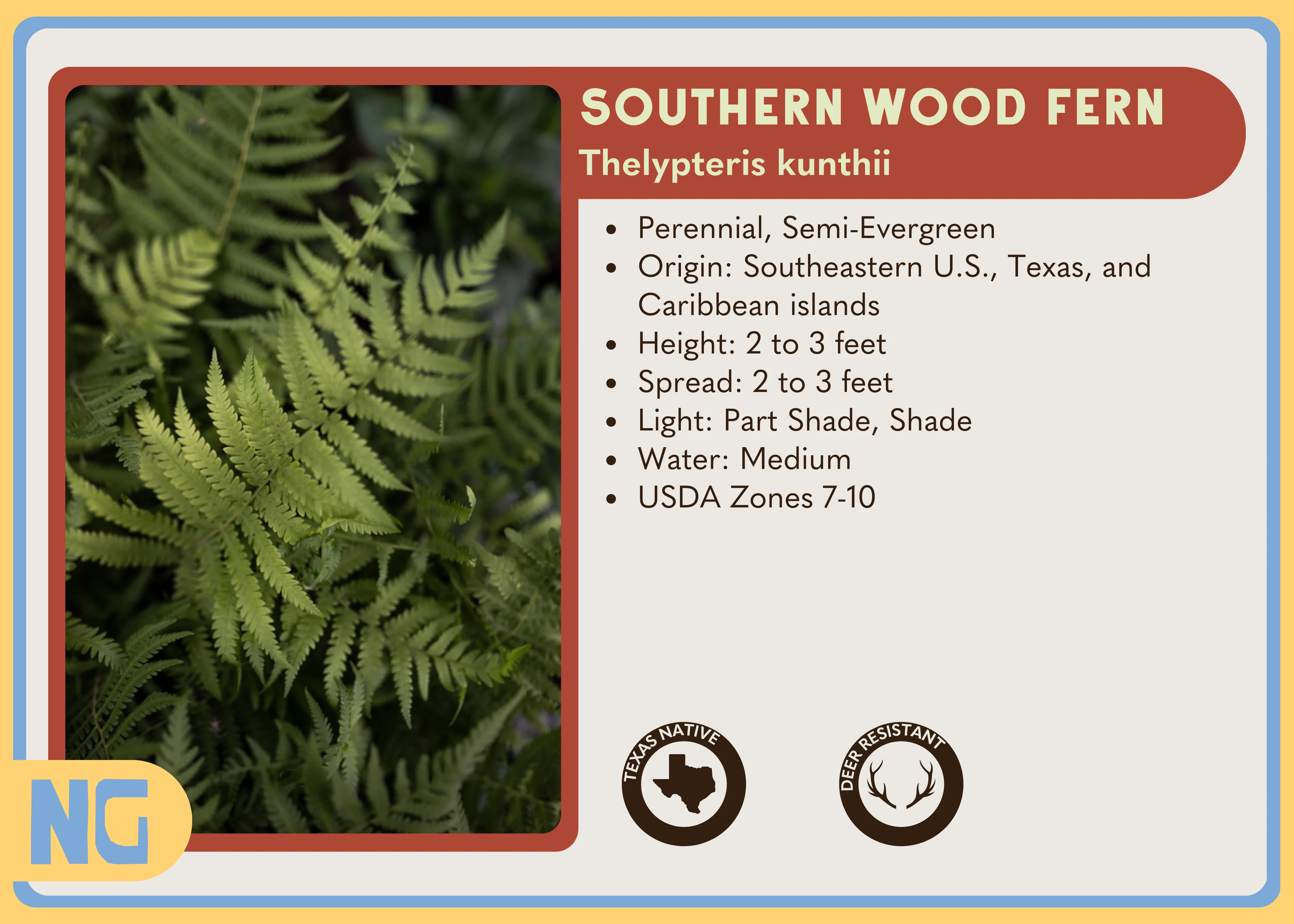 Southern Wood Fern - Image 5