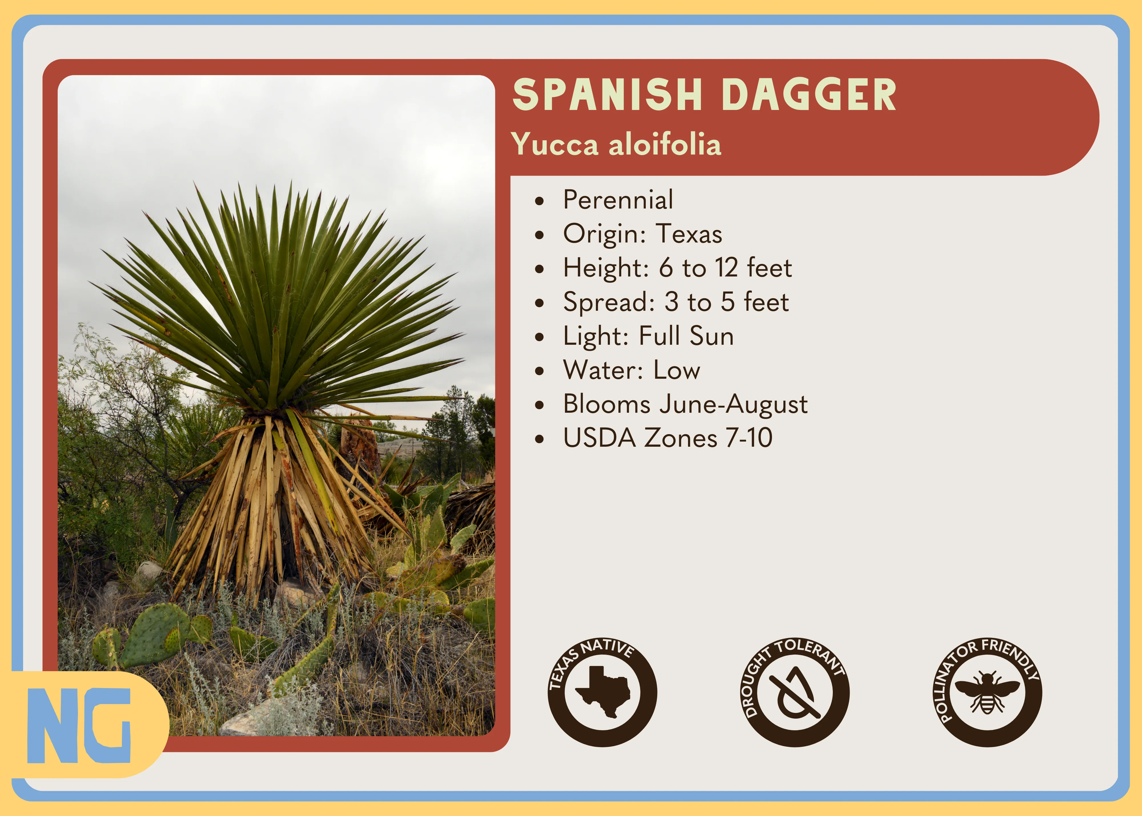 Spanish Dagger - Image 3