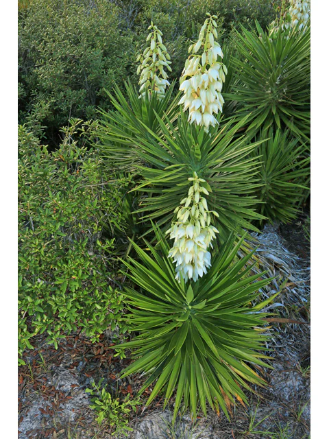 Spanish Dagger - Image 4