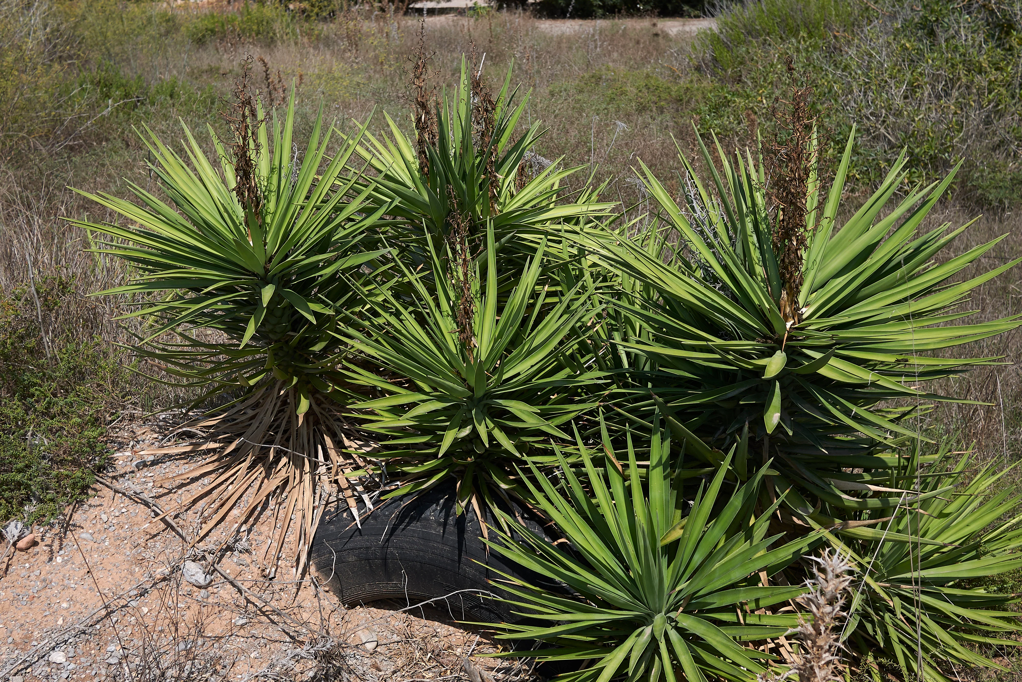 Spanish Dagger - Image 5