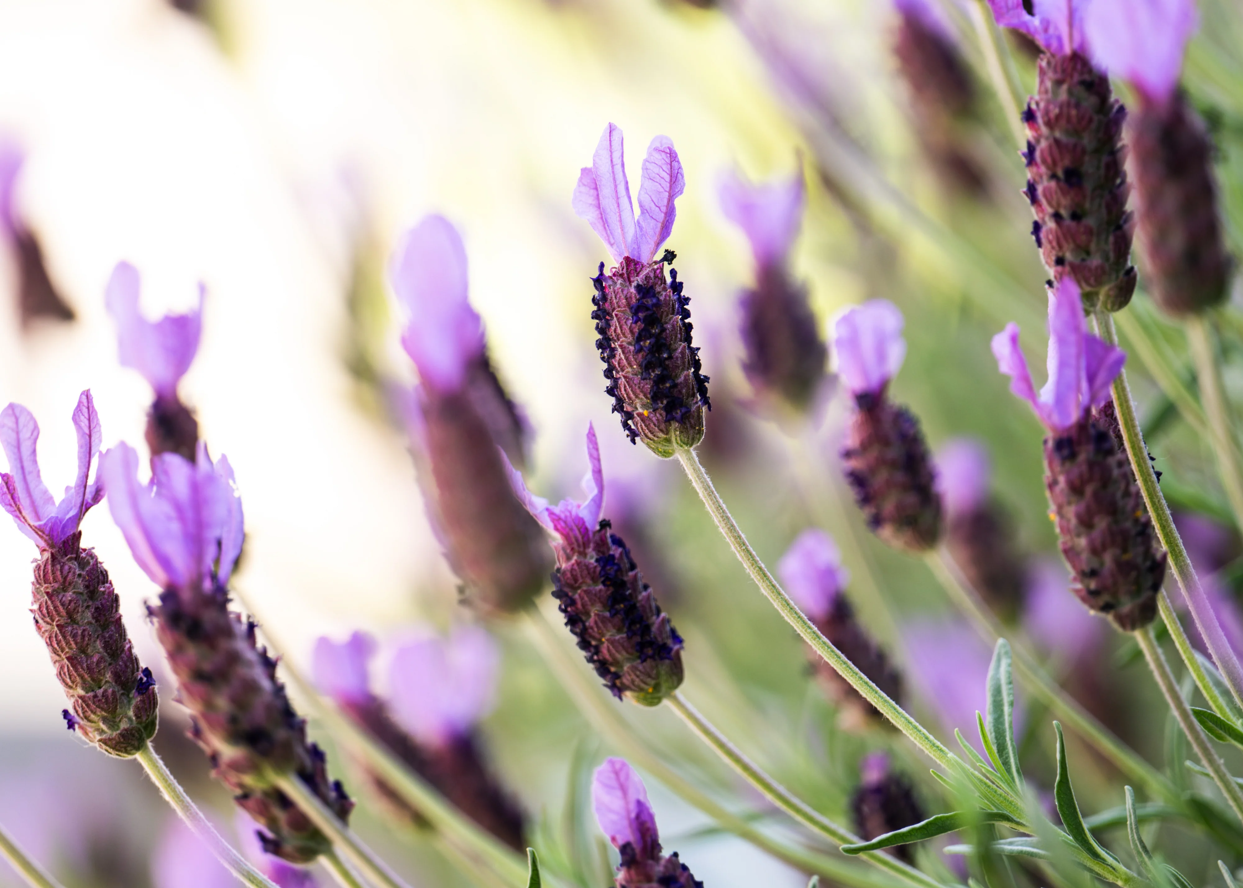 Spanish Lavender - Image 2