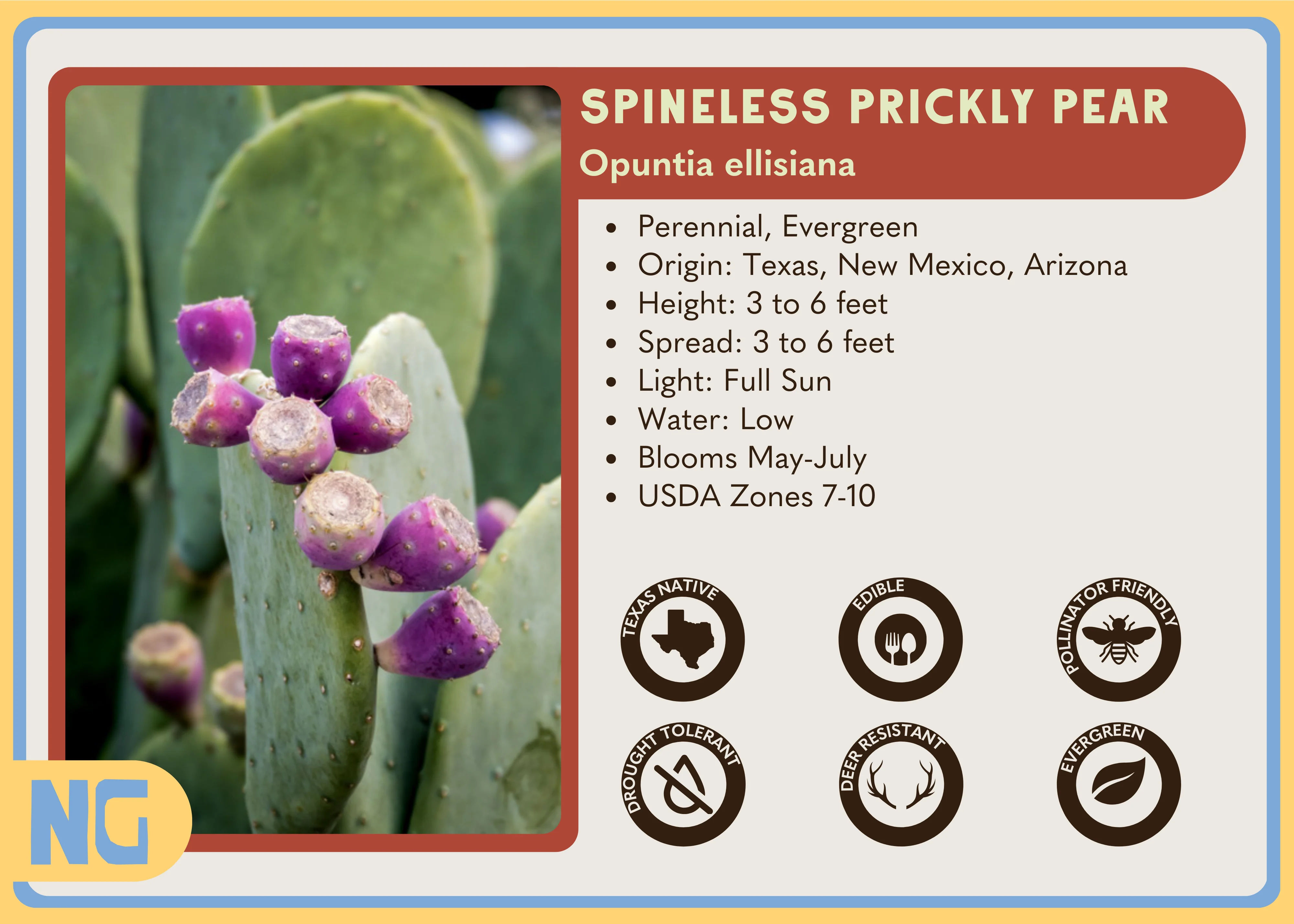 Spineless Prickly Pear - Image 3