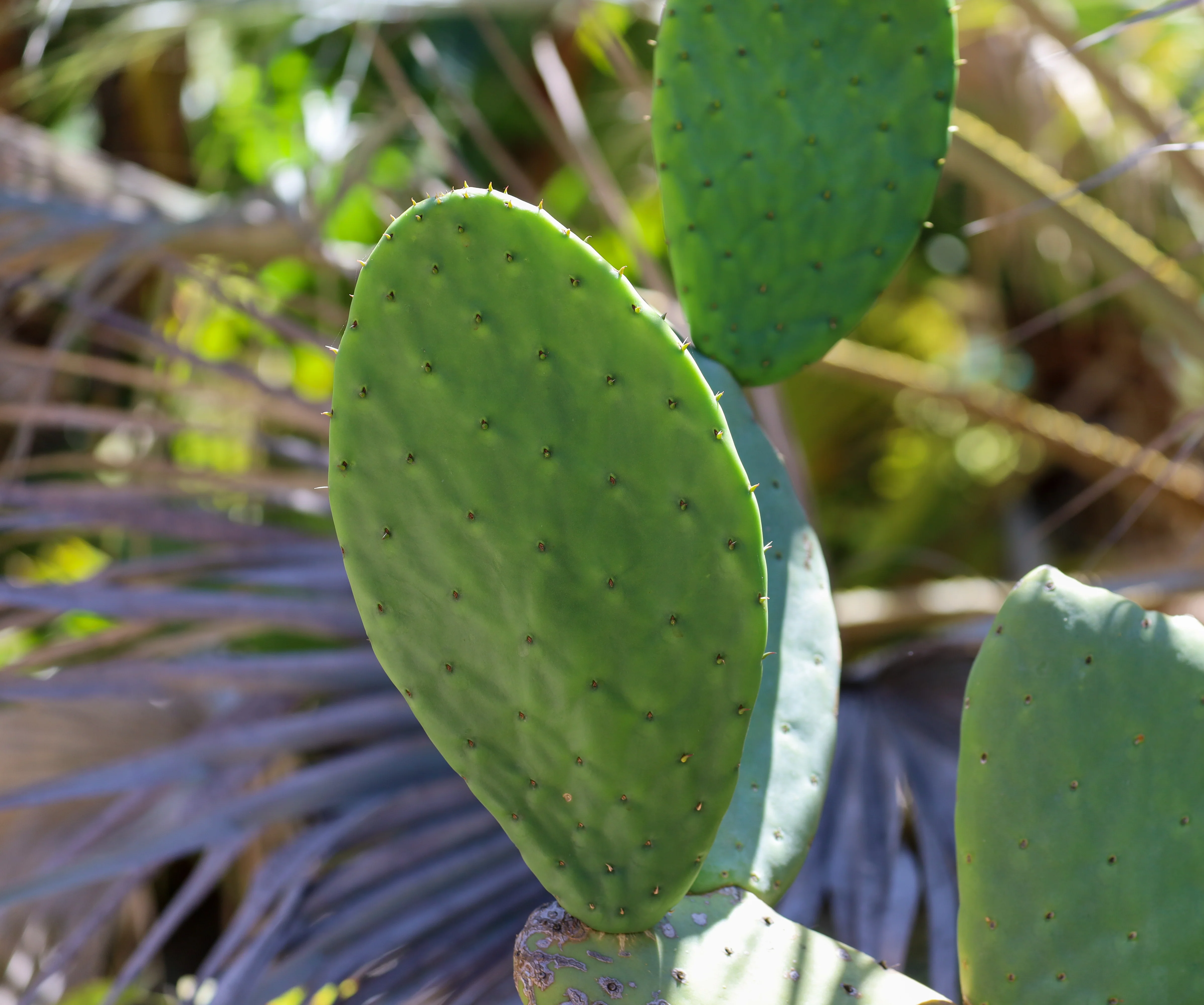 Spineless Prickly Pear - Image 4