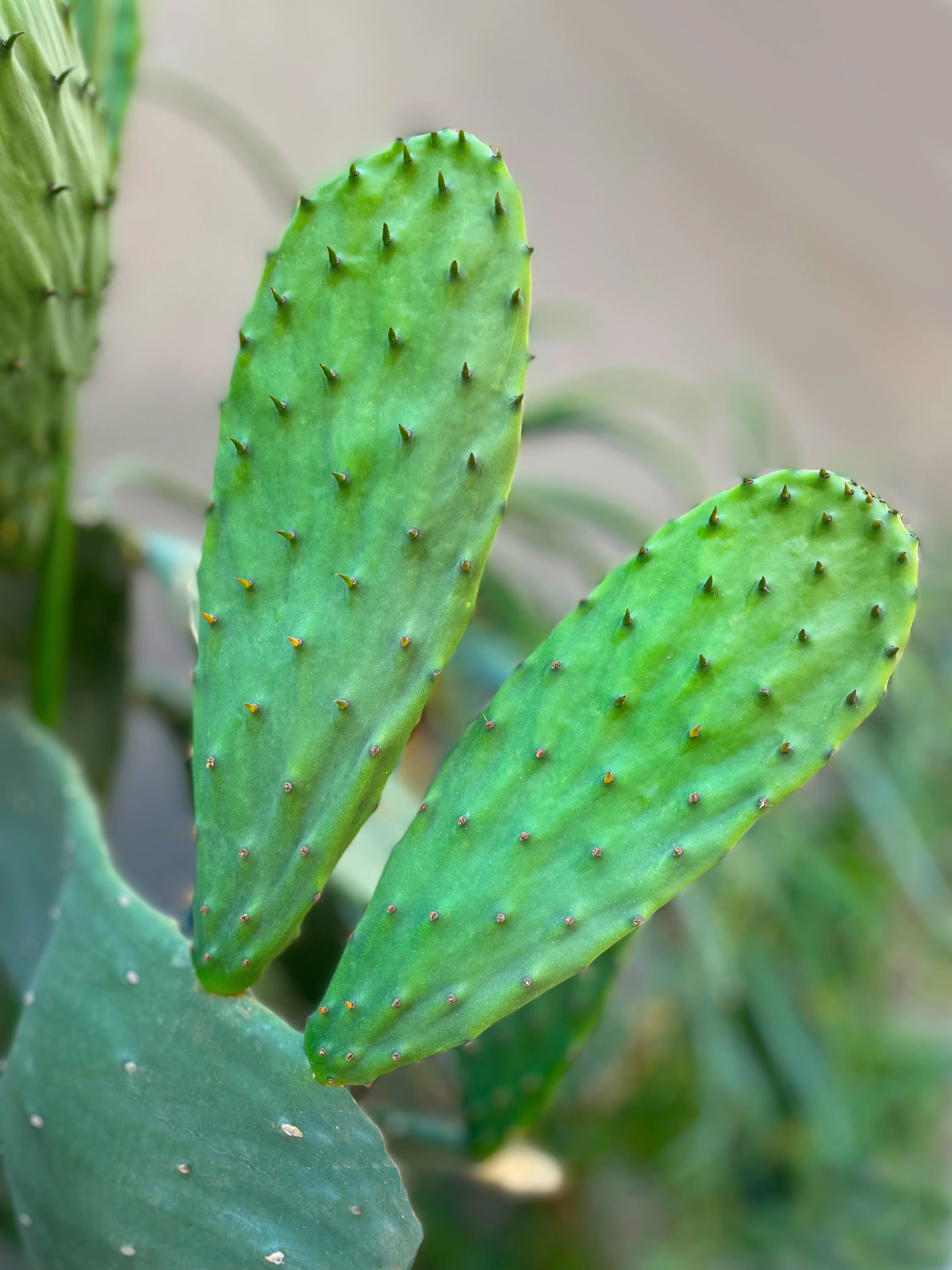 Spineless Prickly Pear - Image 5