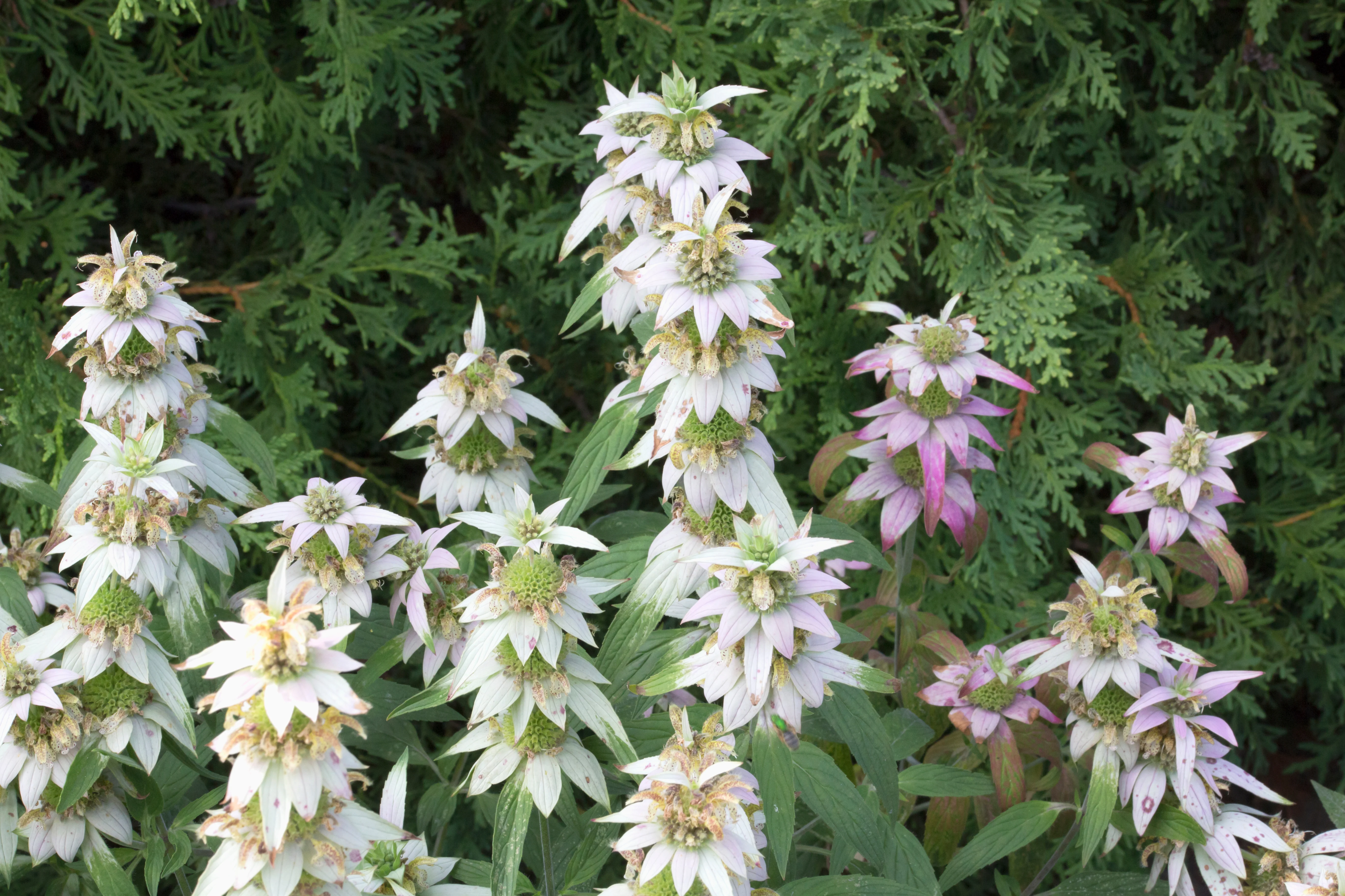 Spotted Beebalm - Image 2