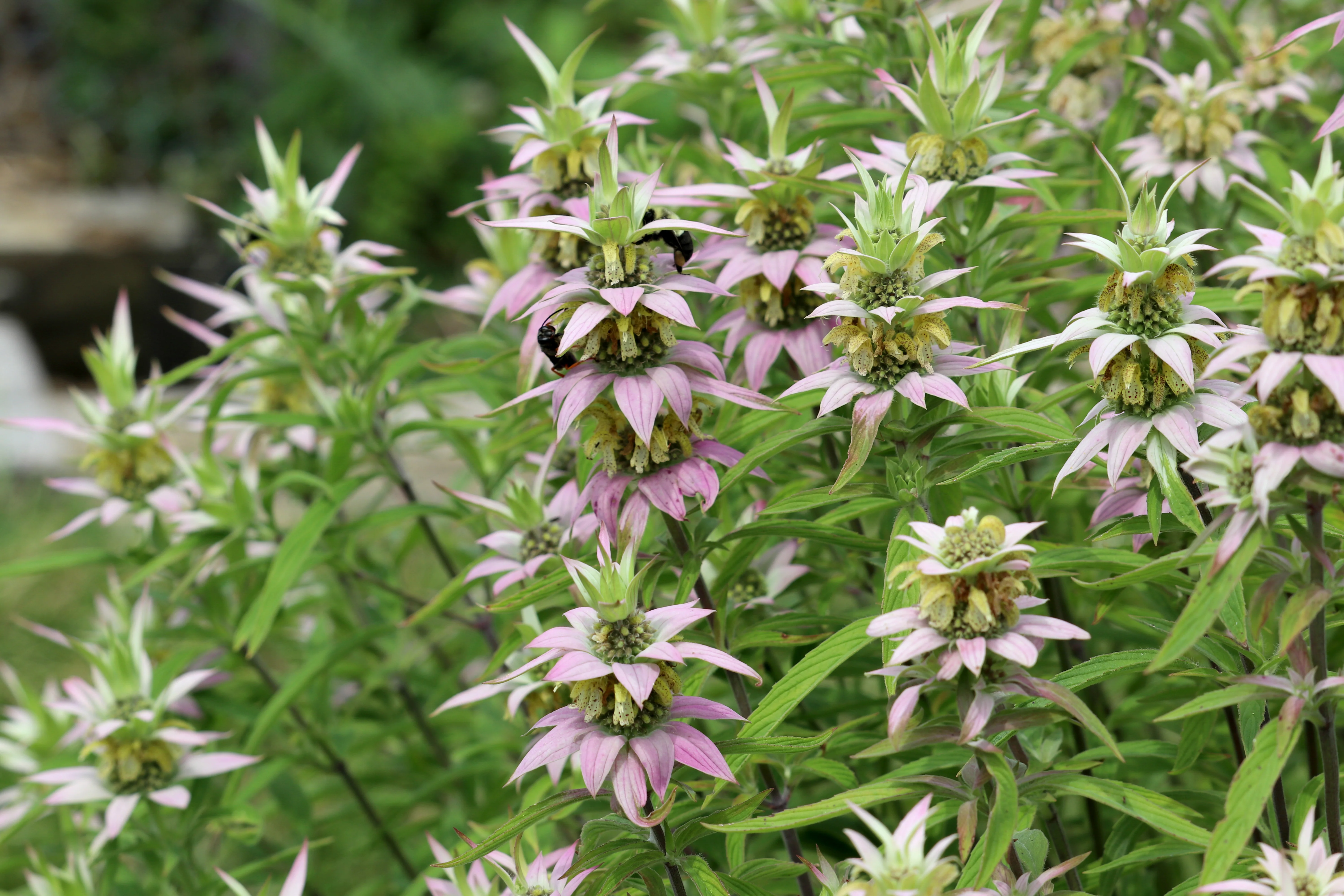 Spotted Beebalm - Image 3