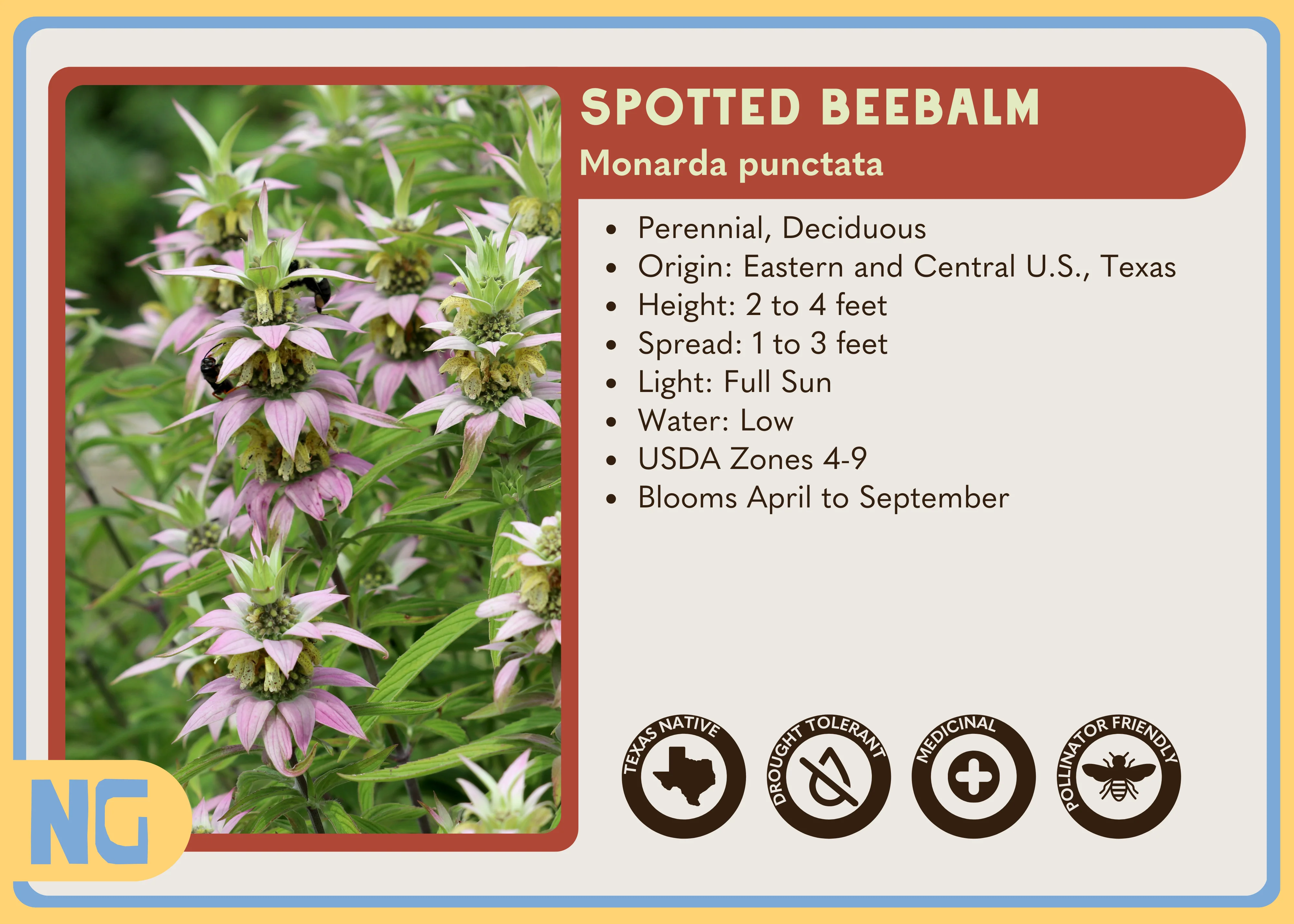 Spotted Beebalm - Image 4