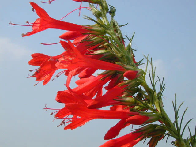 Standing Cypress - Image 4