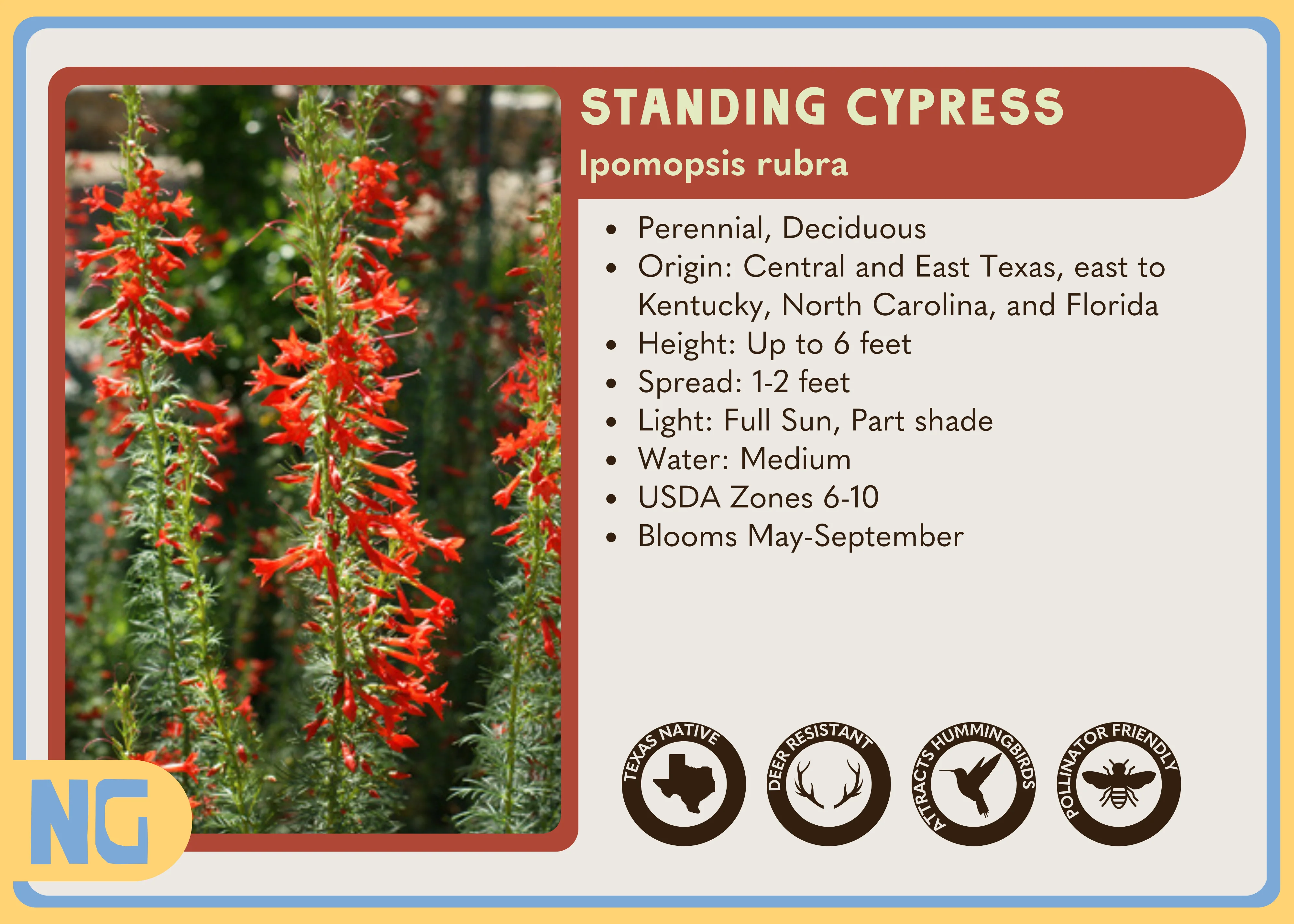 Standing Cypress - Image 7