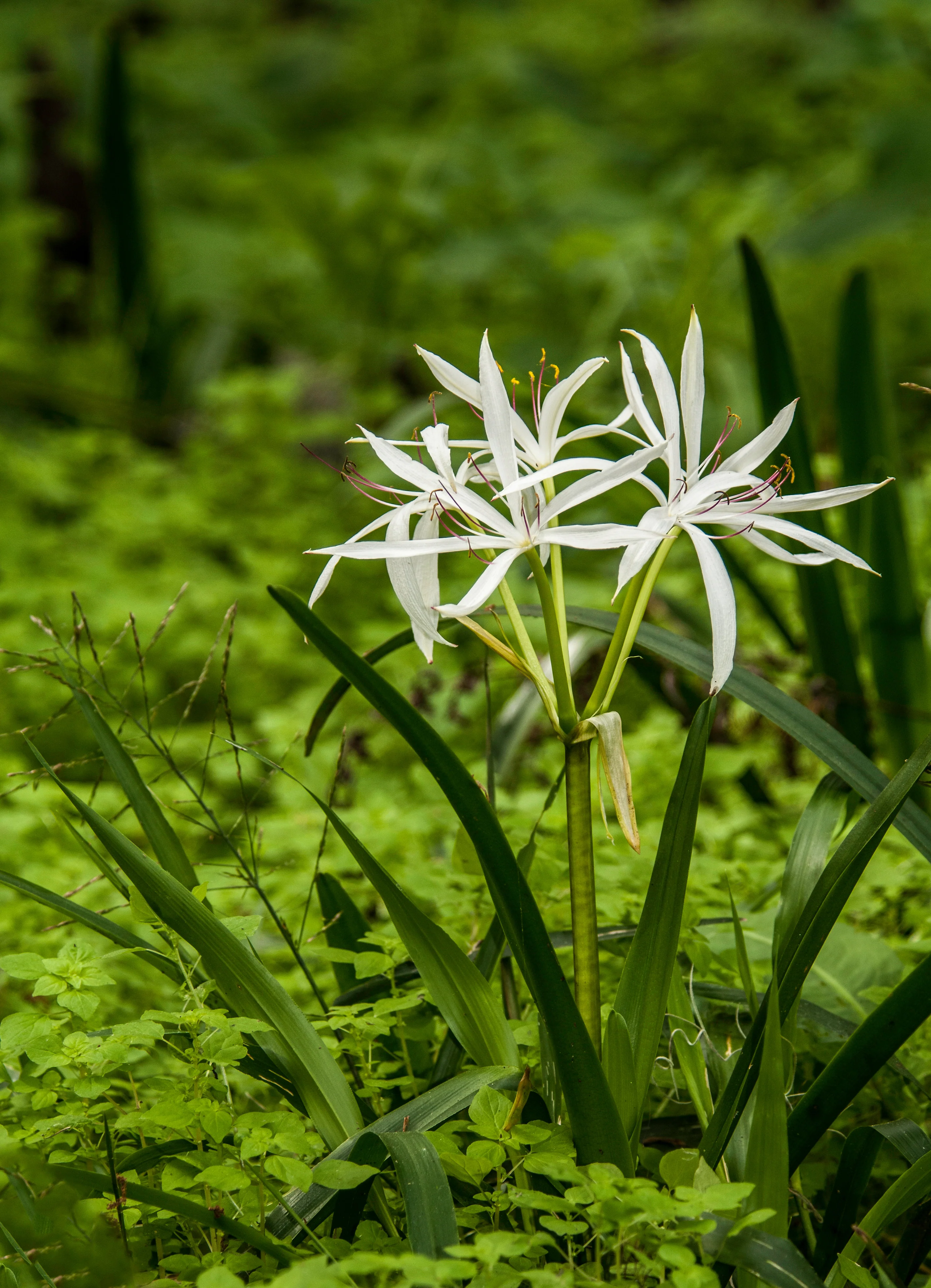 Swamp Lily - Image 2