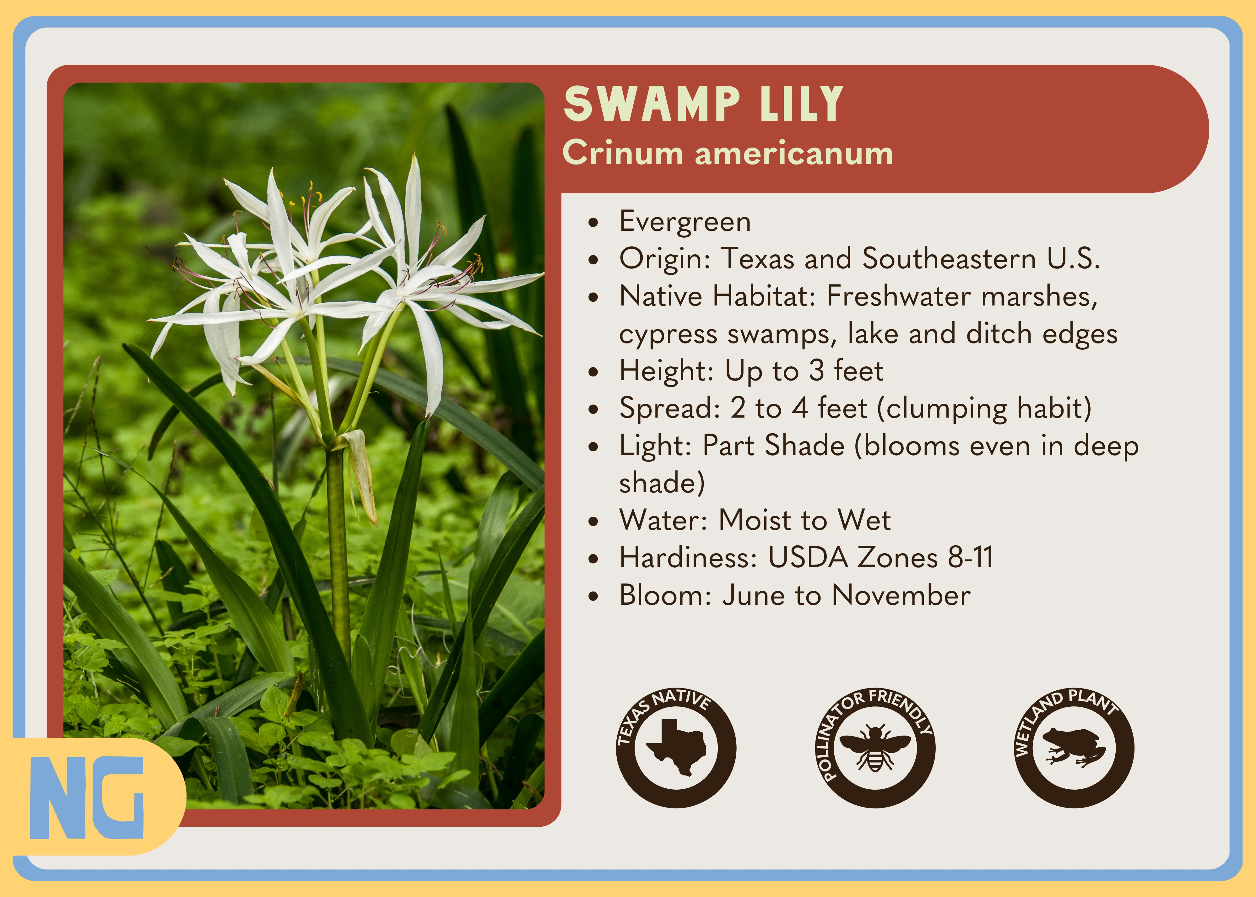 Swamp Lily - Image 3