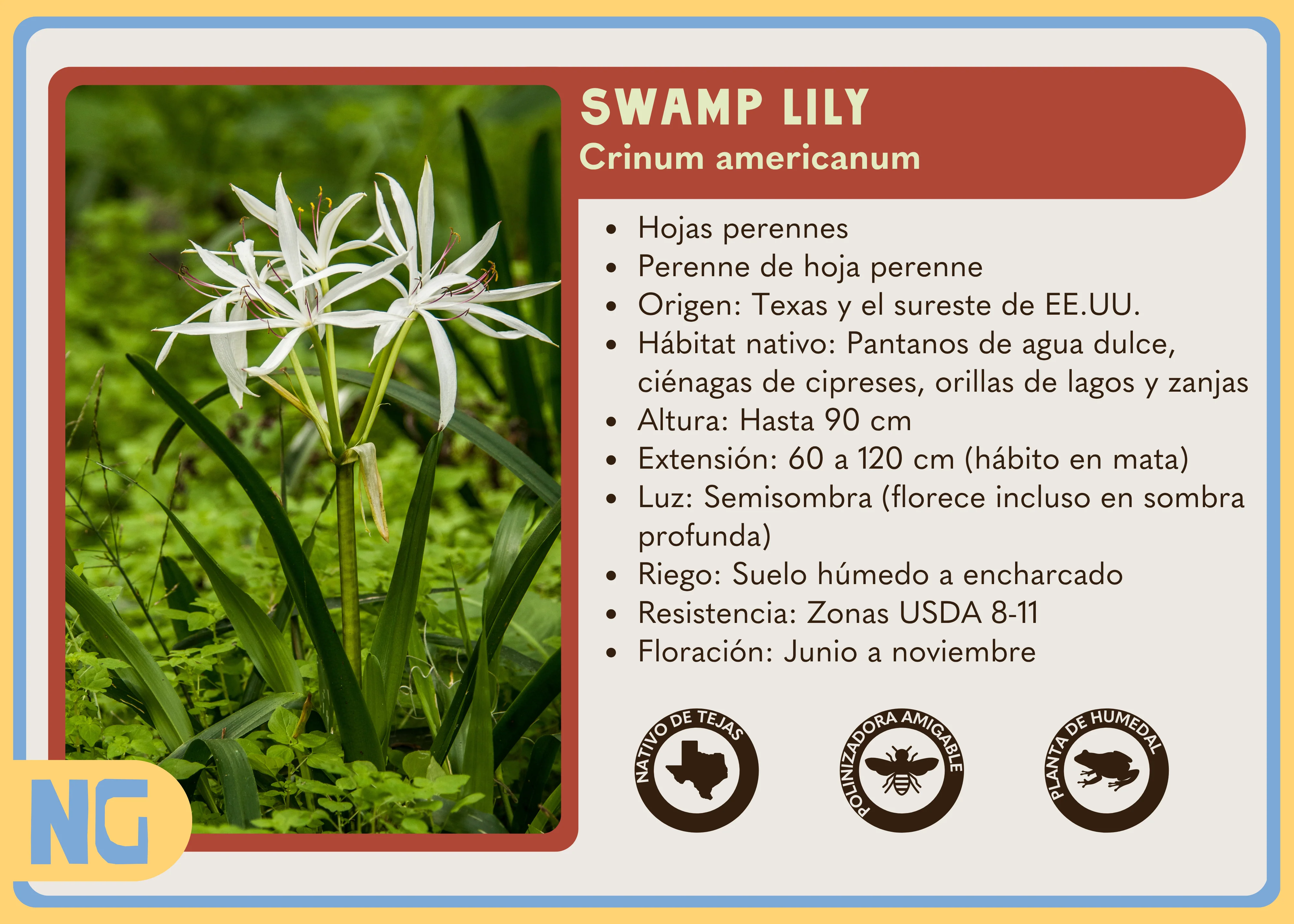 Swamp Lily - Image 4