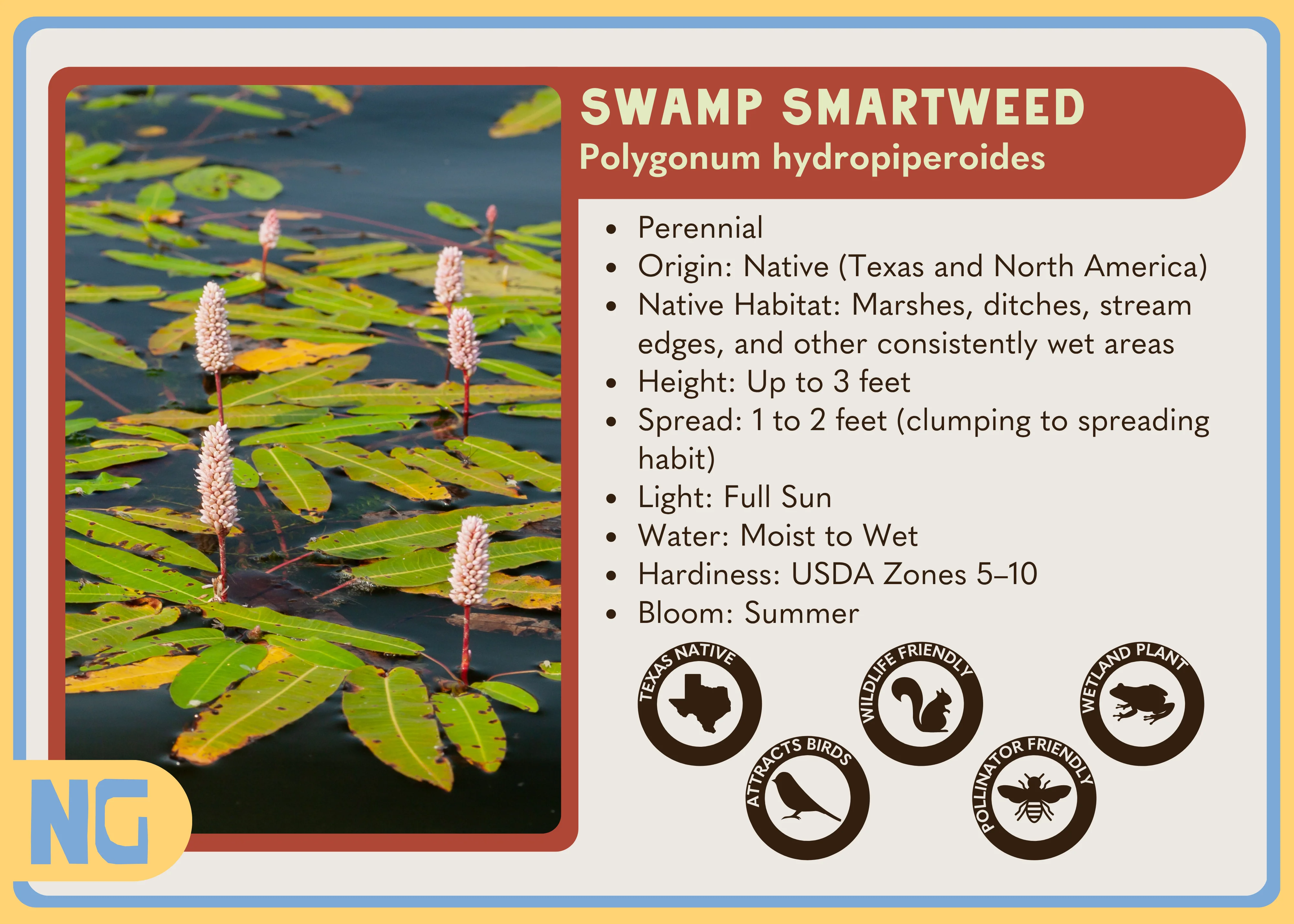 Swamp Smartweed - Image 3
