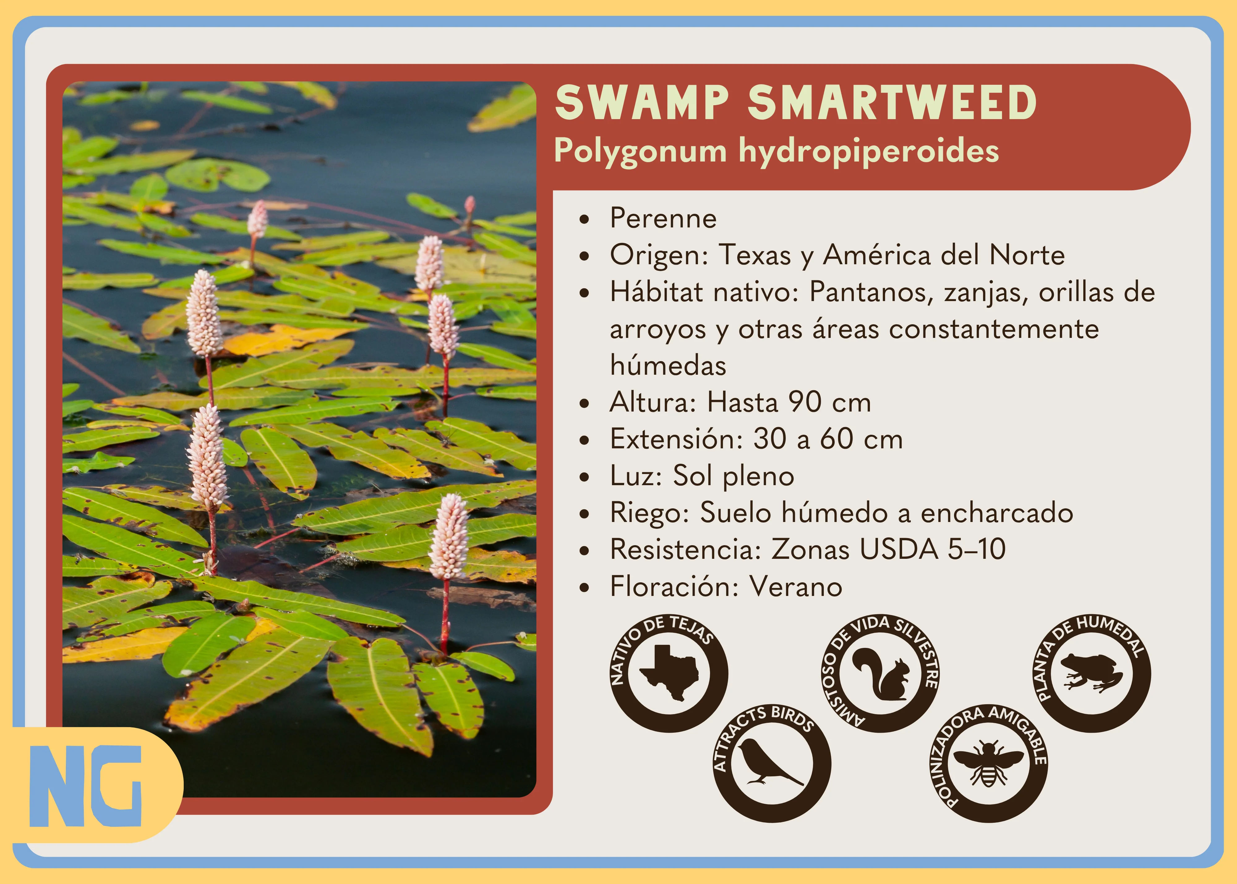 Swamp Smartweed - Image 4
