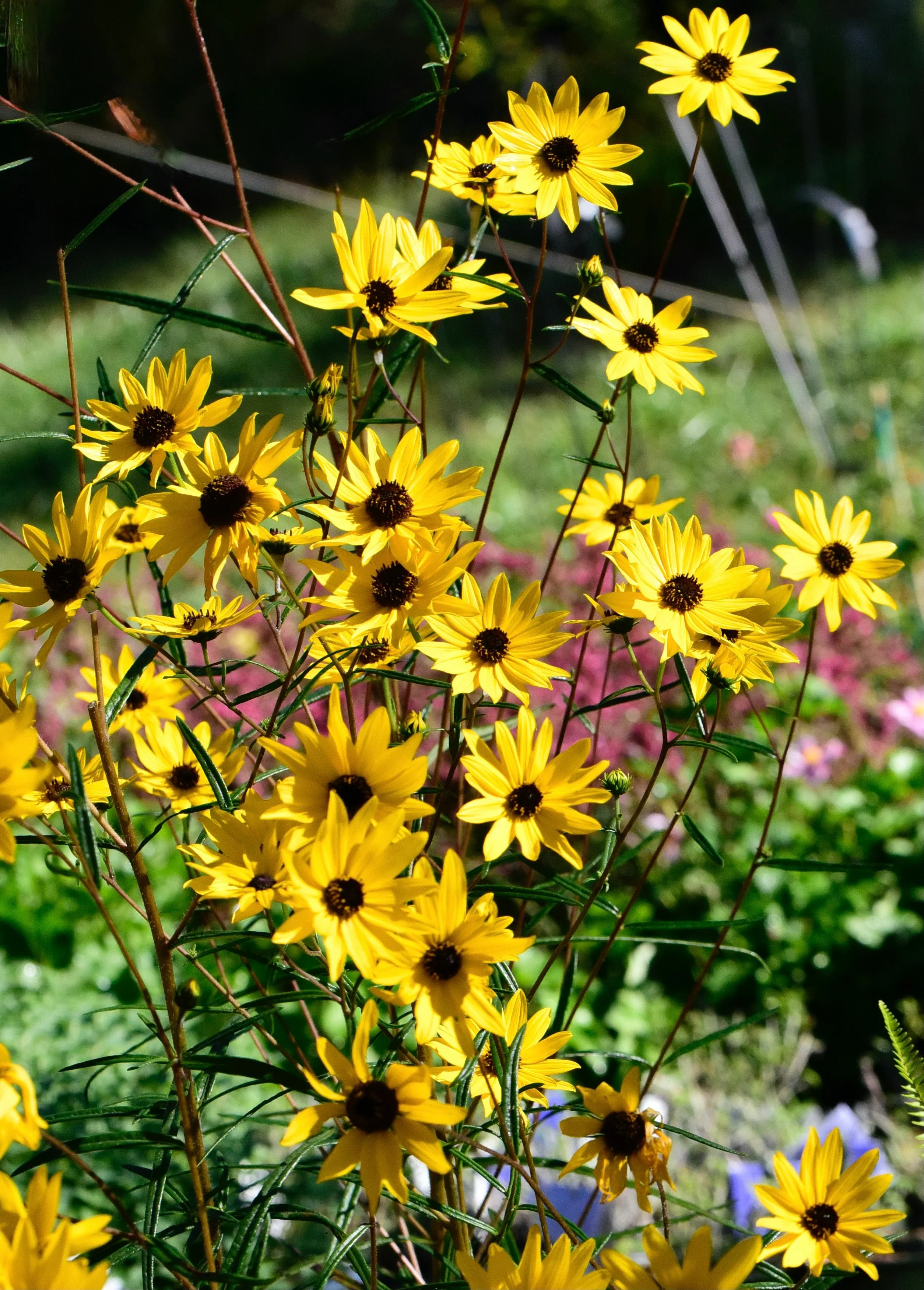 Swamp Sunflower - Image 2