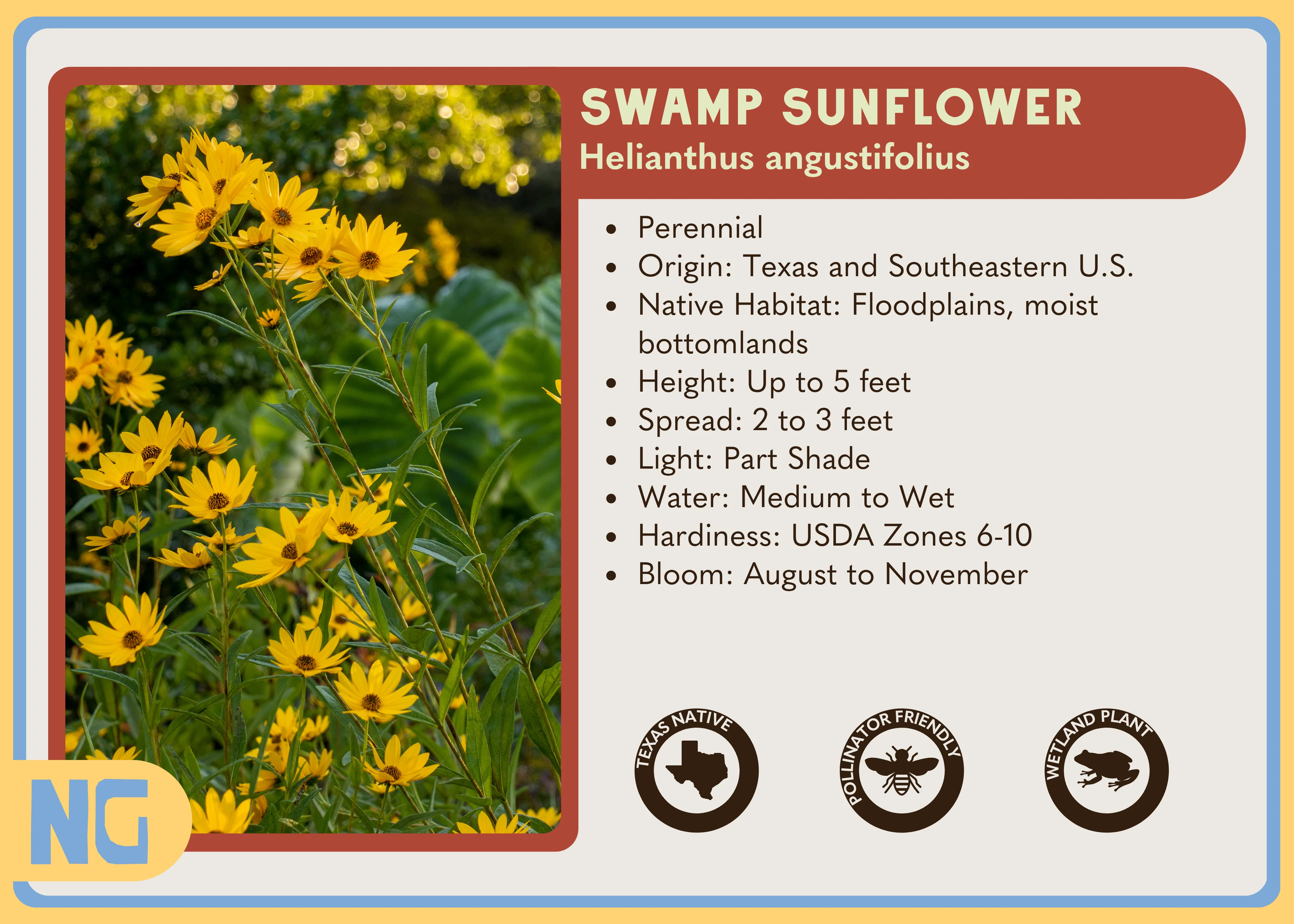 Swamp Sunflower - Image 3