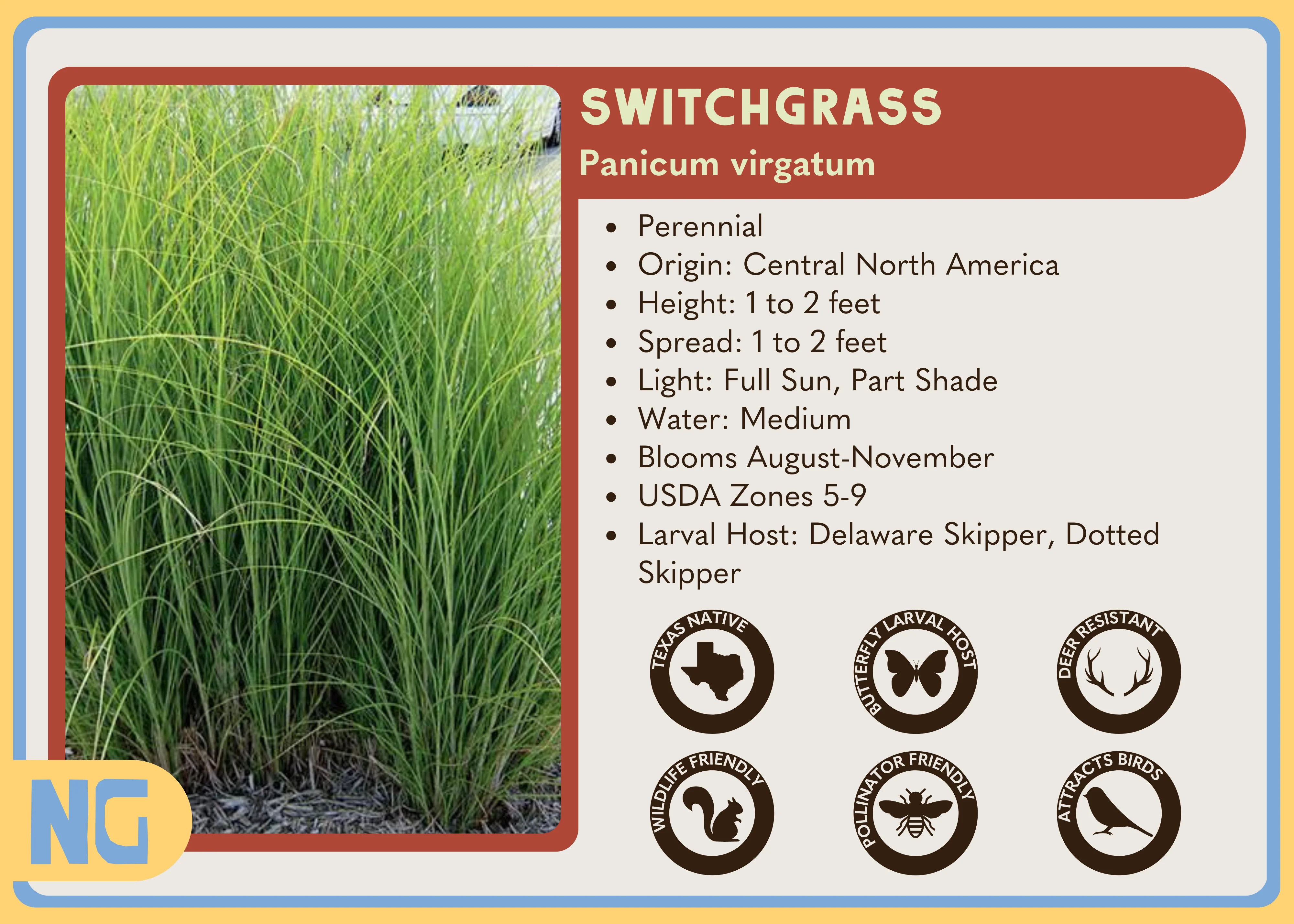 Switchgrass - Image 3