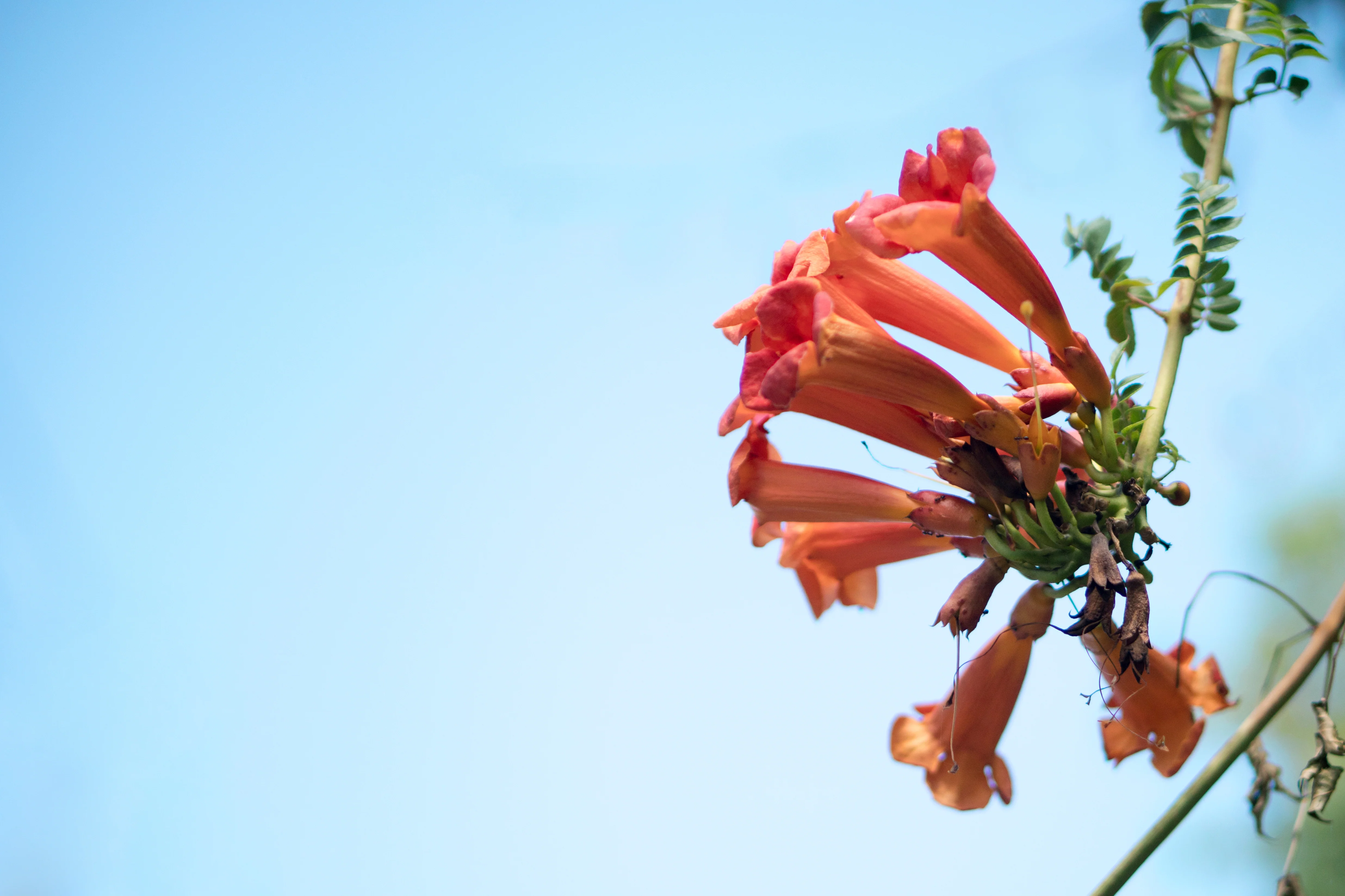 'Tangerine Beauty' Crossvine - Image 2