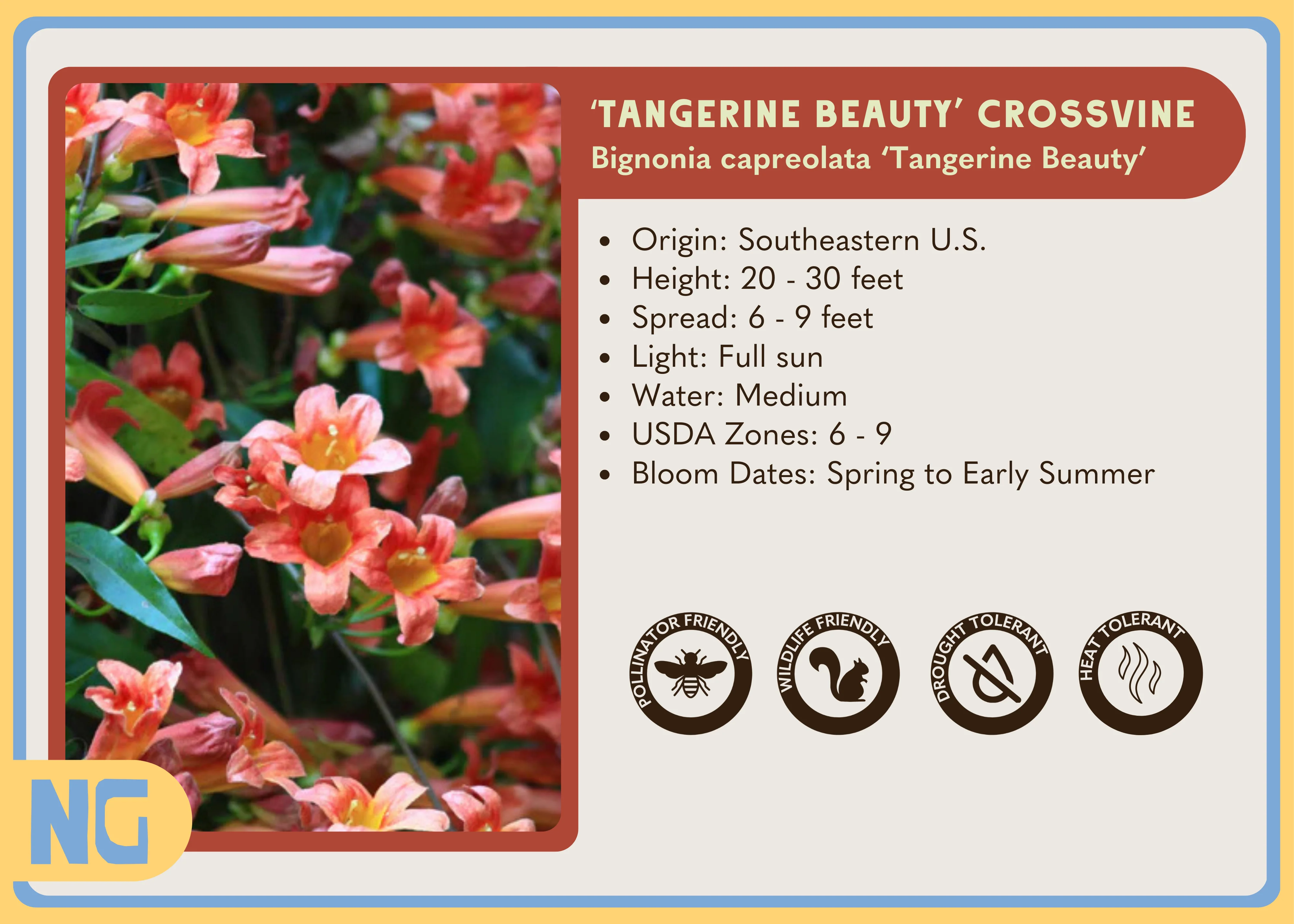 'Tangerine Beauty' Crossvine - Image 3