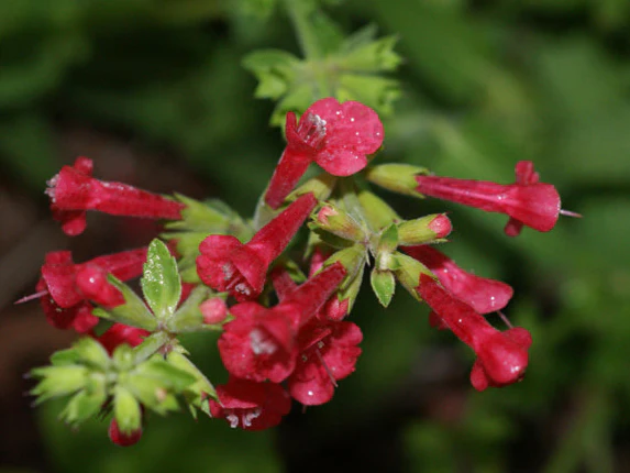 Texas Betony - Image 3