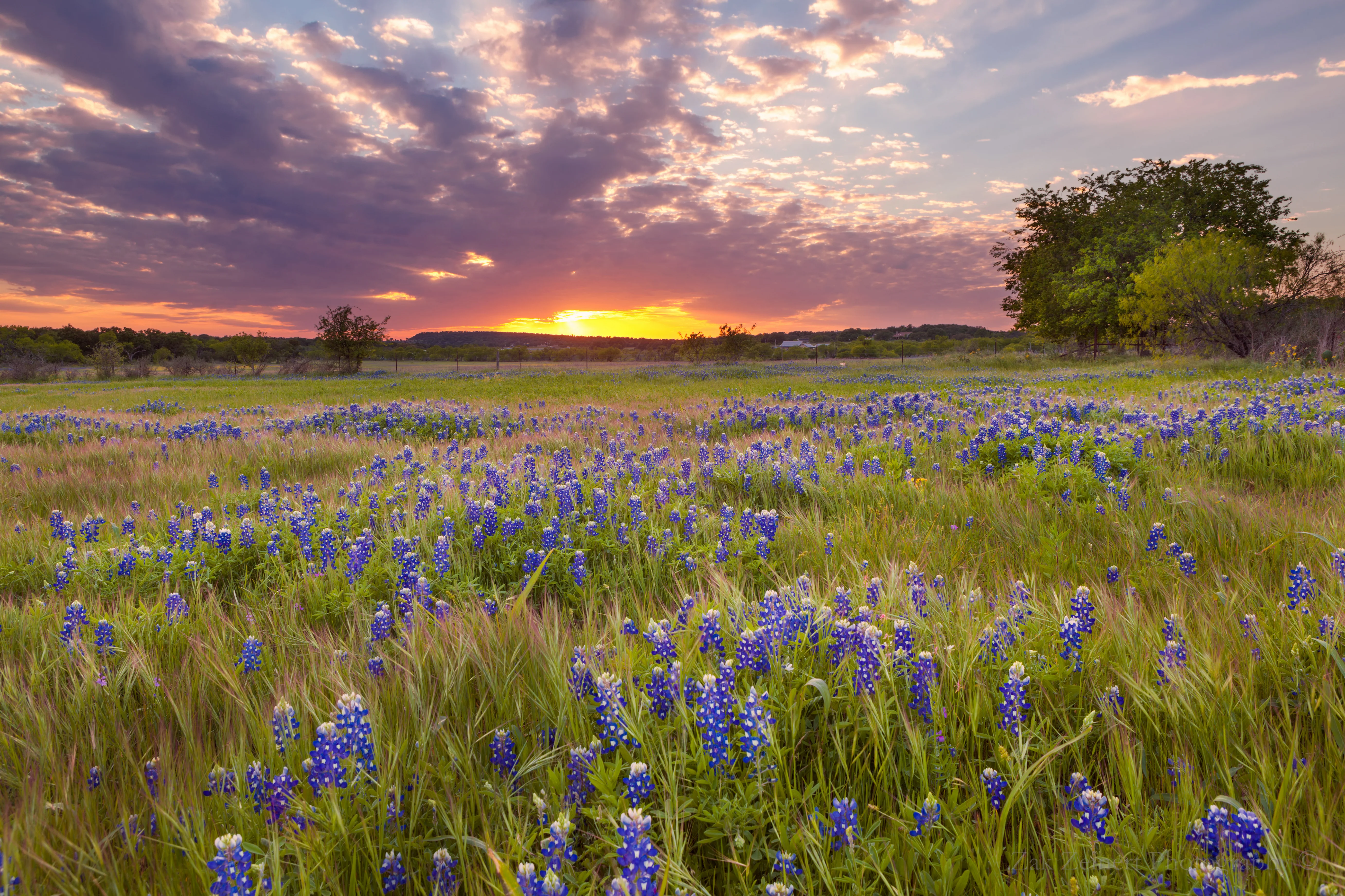 Texas Bluebonnet - Image 3