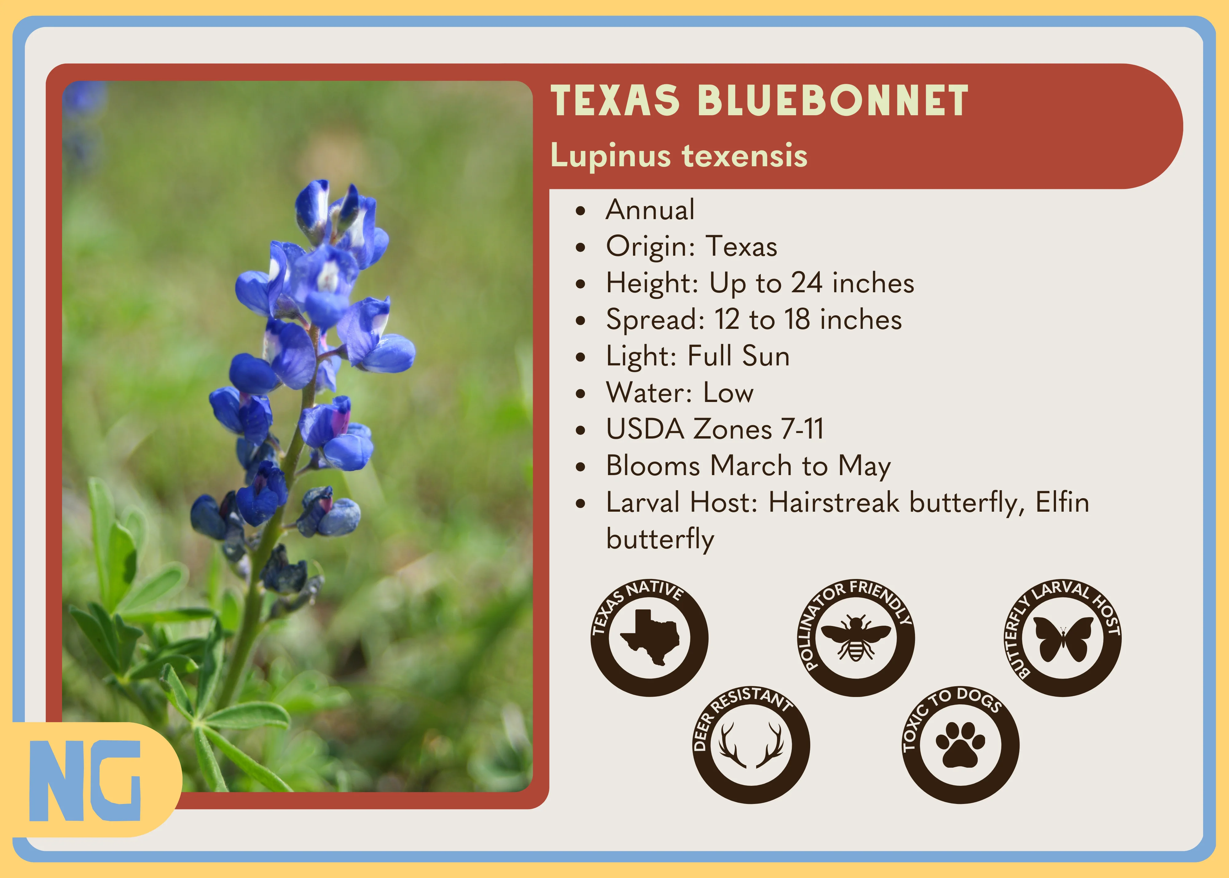 Texas Bluebonnet - Image 4