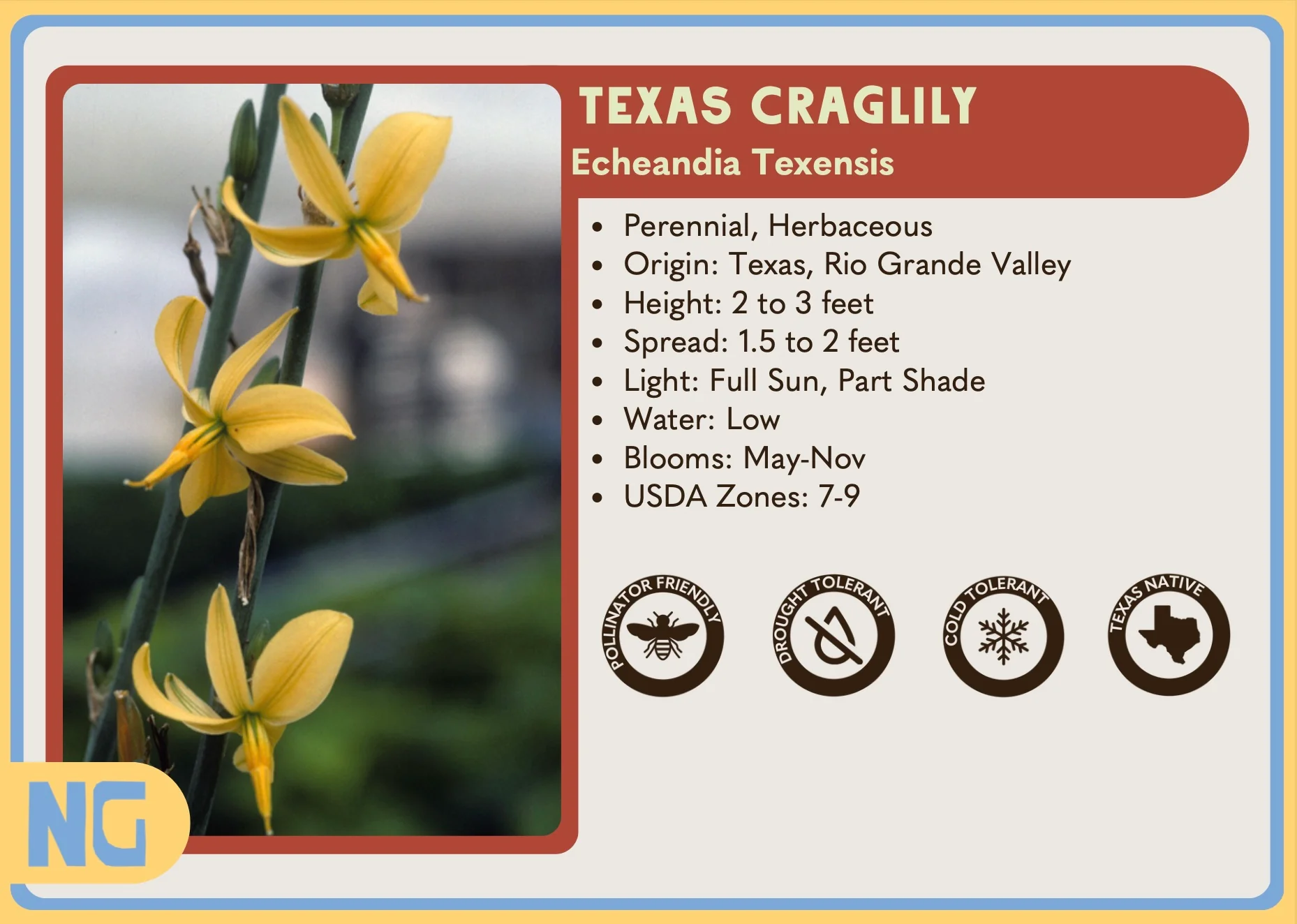 Texas Craglily - Image 2