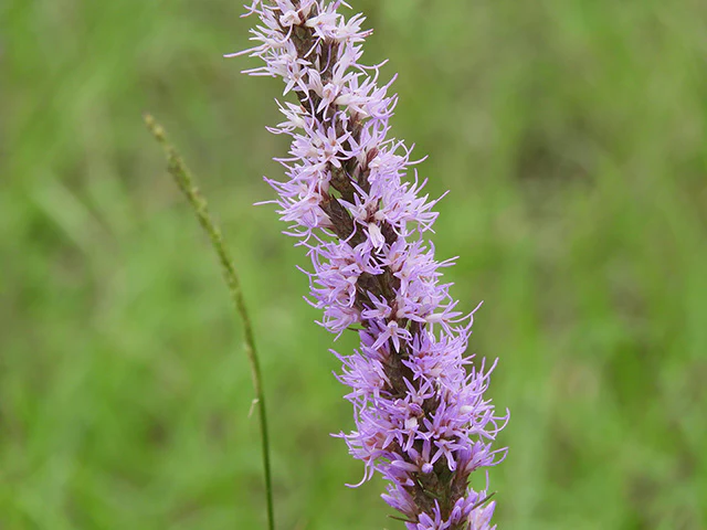 Texas Gayfeather - Image 2