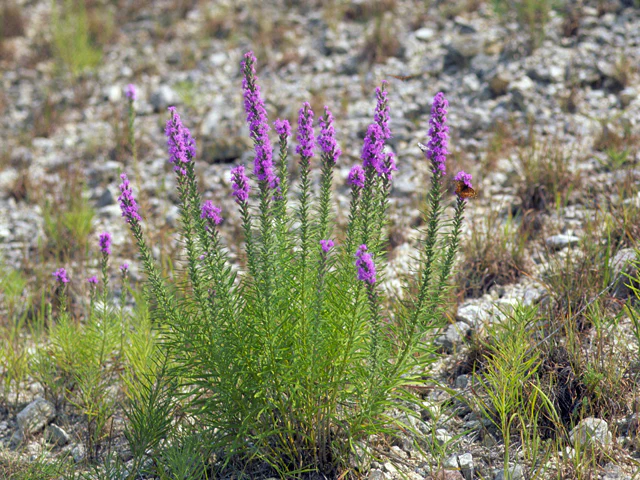 Texas Gayfeather - Image 3