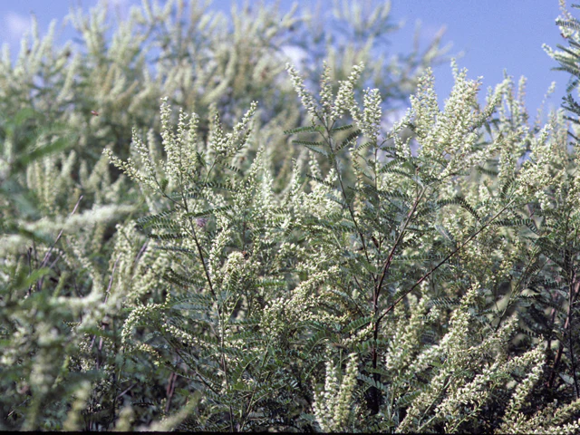 Texas Kidneywood - Image 2