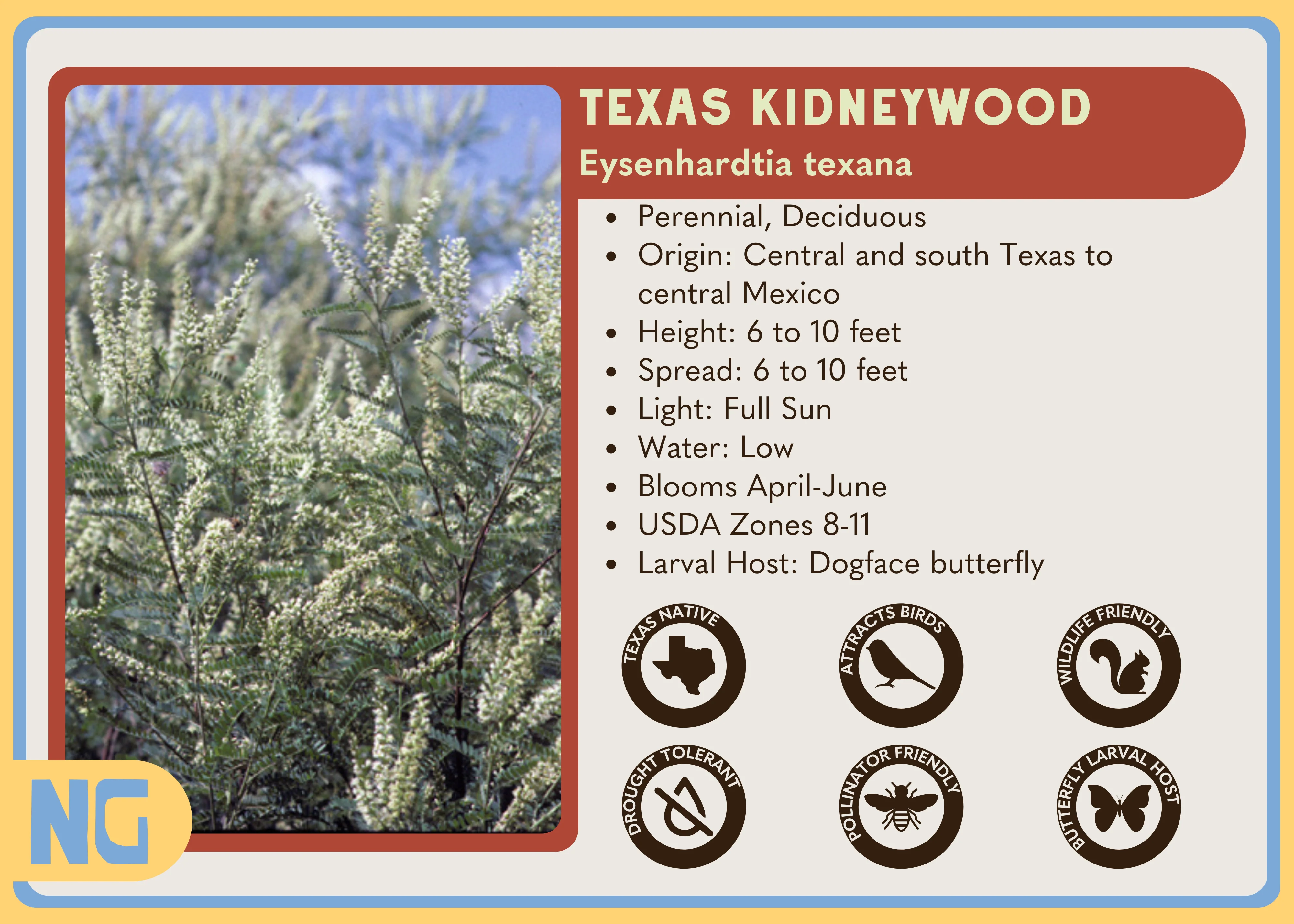Texas Kidneywood - Image 3