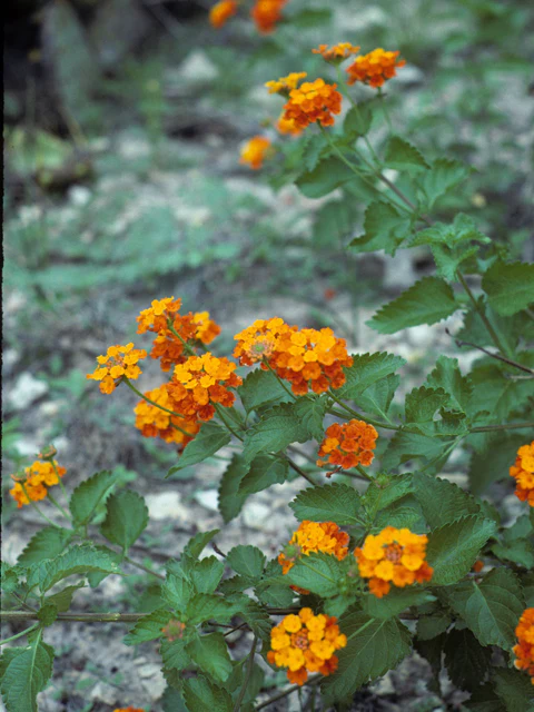 Texas Lantana - Image 3