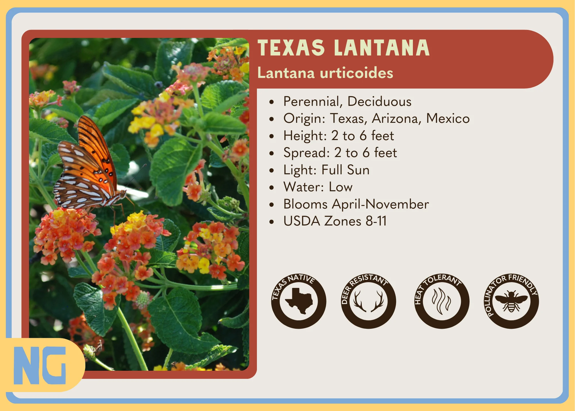 Texas Lantana - Image 4