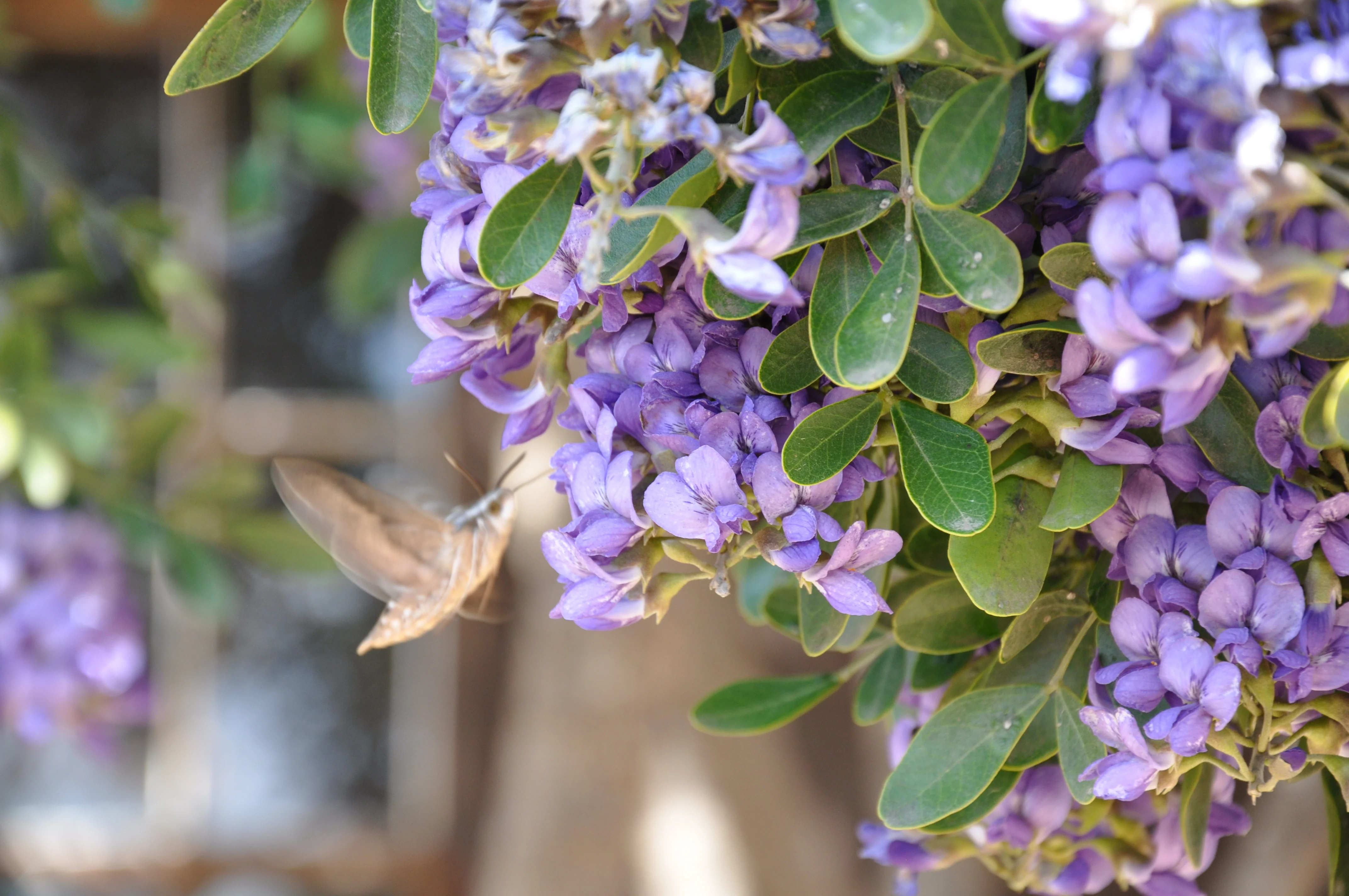 Texas Mountain Laurel - Image 3