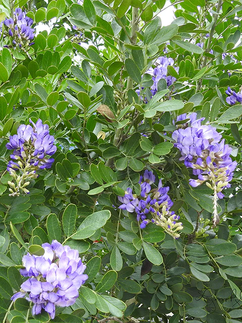 Texas Mountain Laurel - Image 4