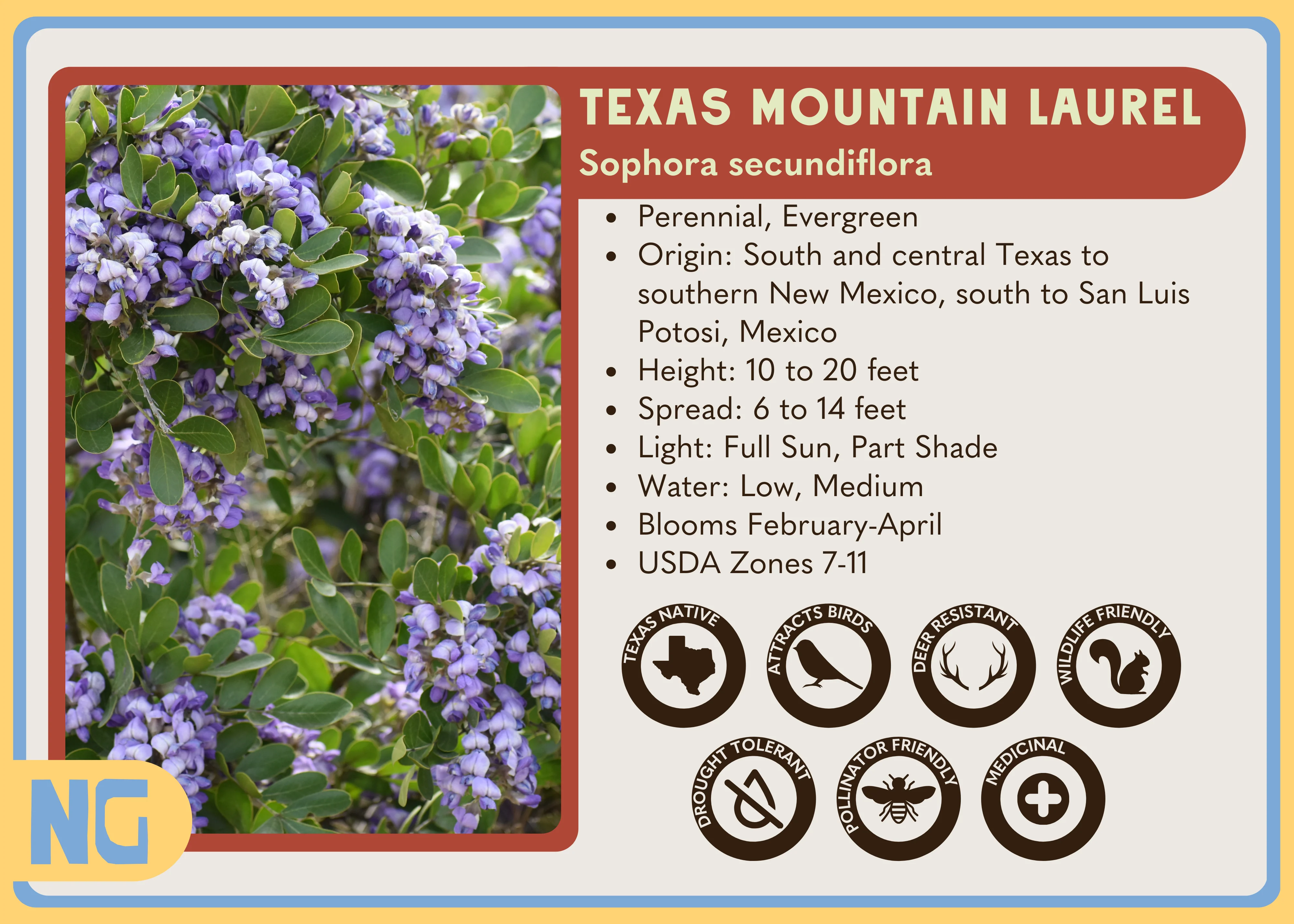 Texas Mountain Laurel - Image 5