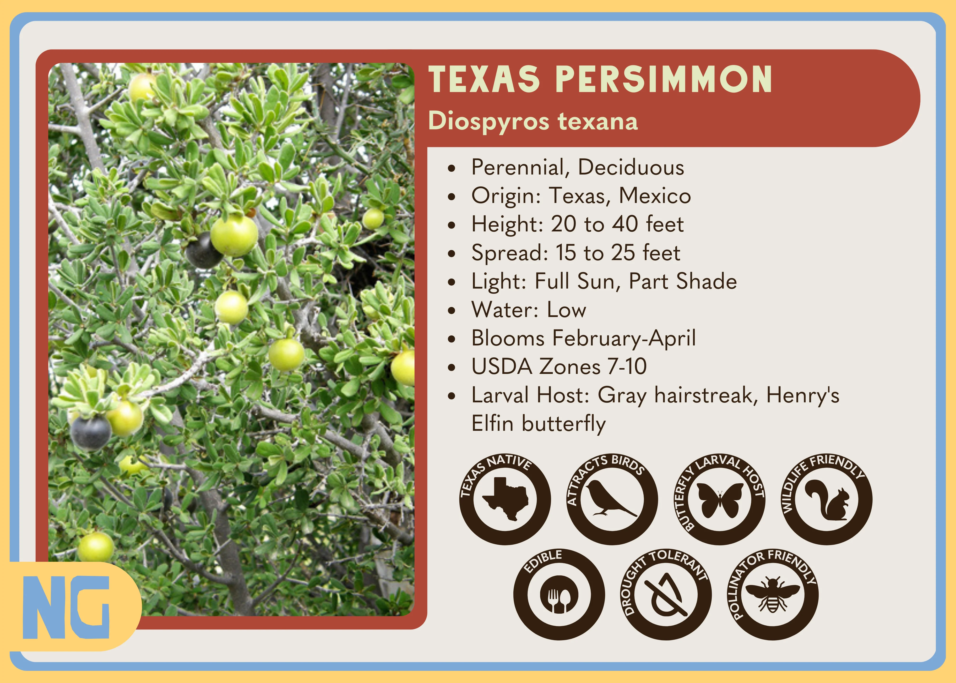 Texas Persimmon - Image 3