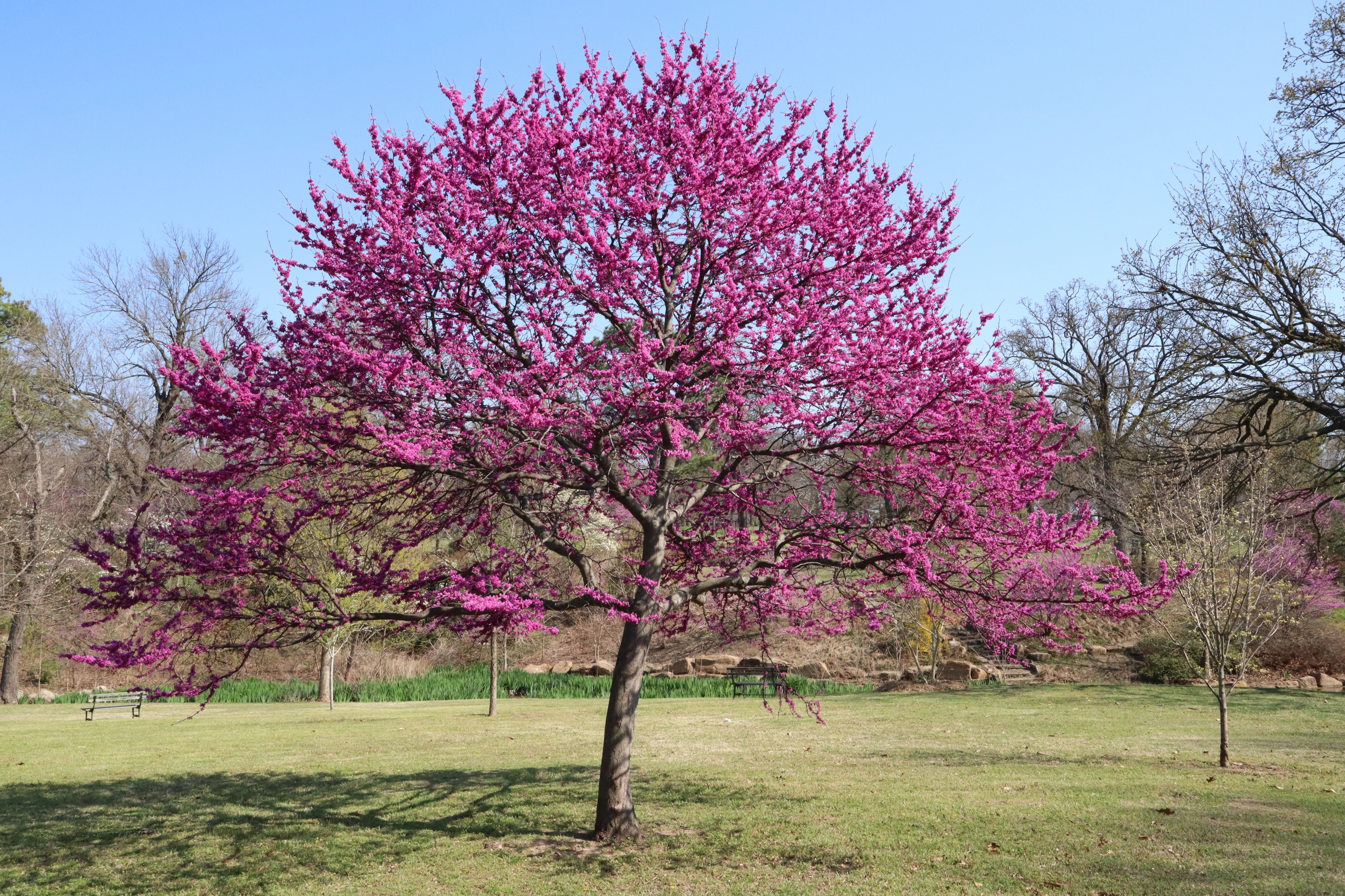 Texas Redbud - Image 3