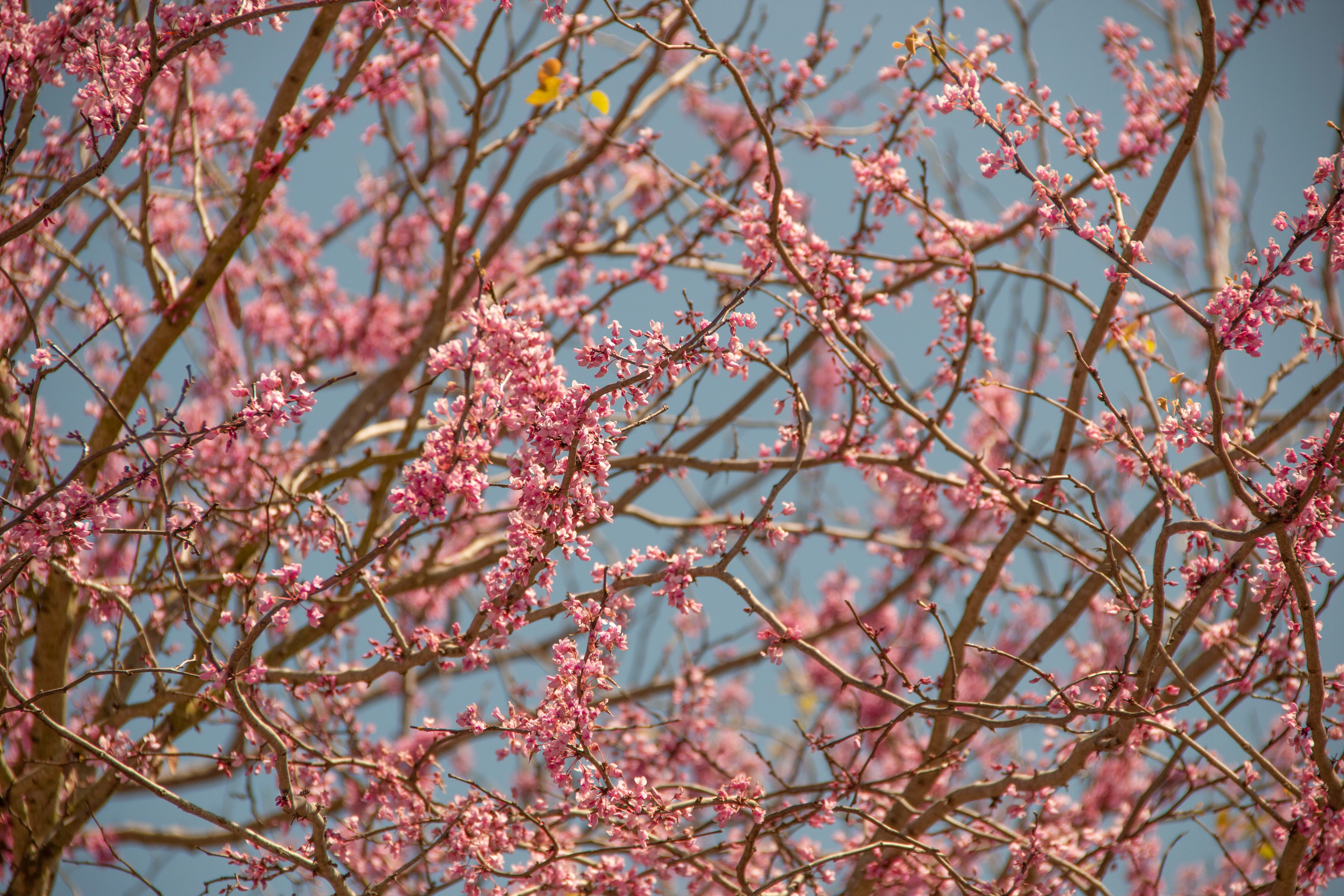 Texas Redbud - Image 4