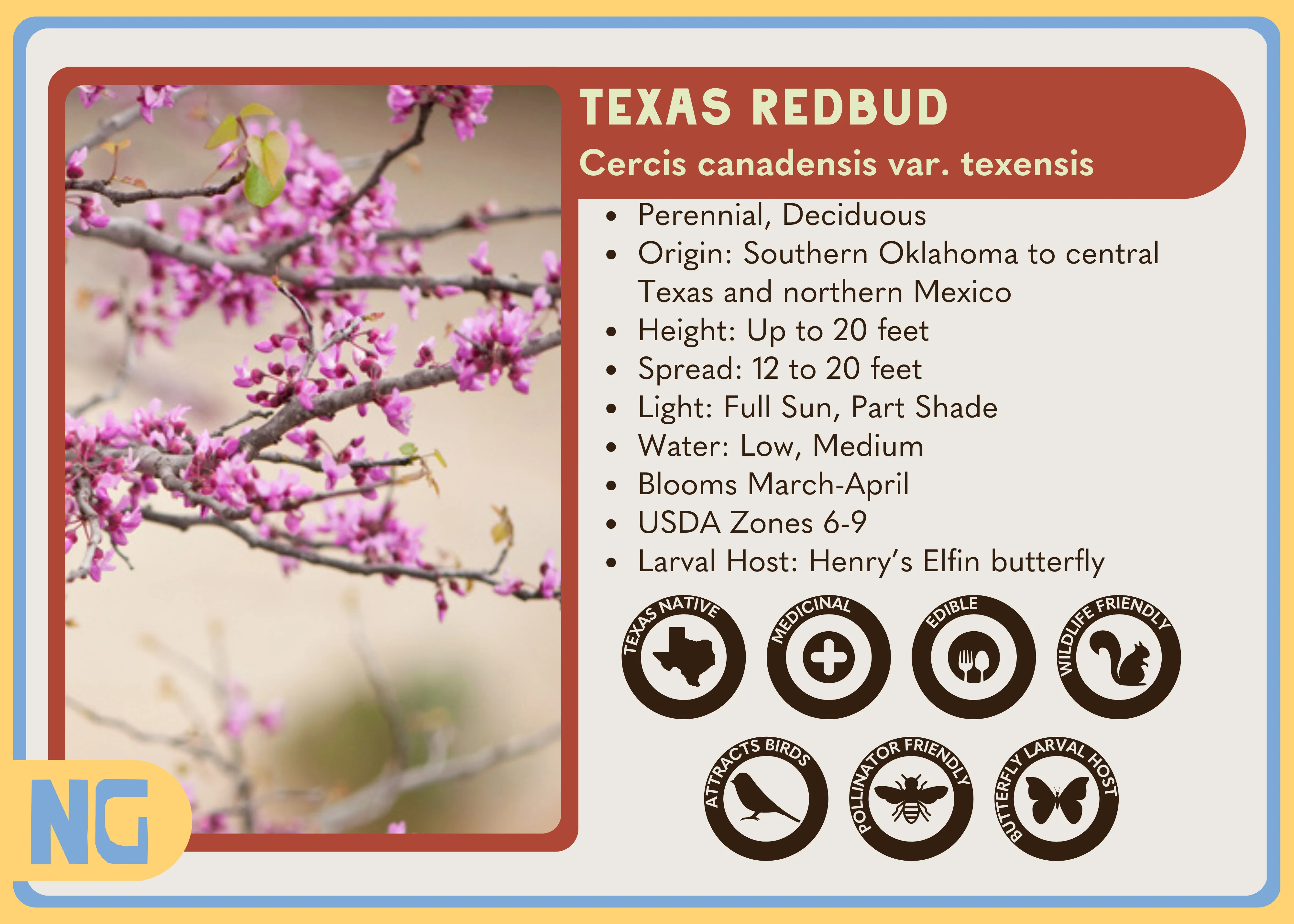 Texas Redbud - Image 5