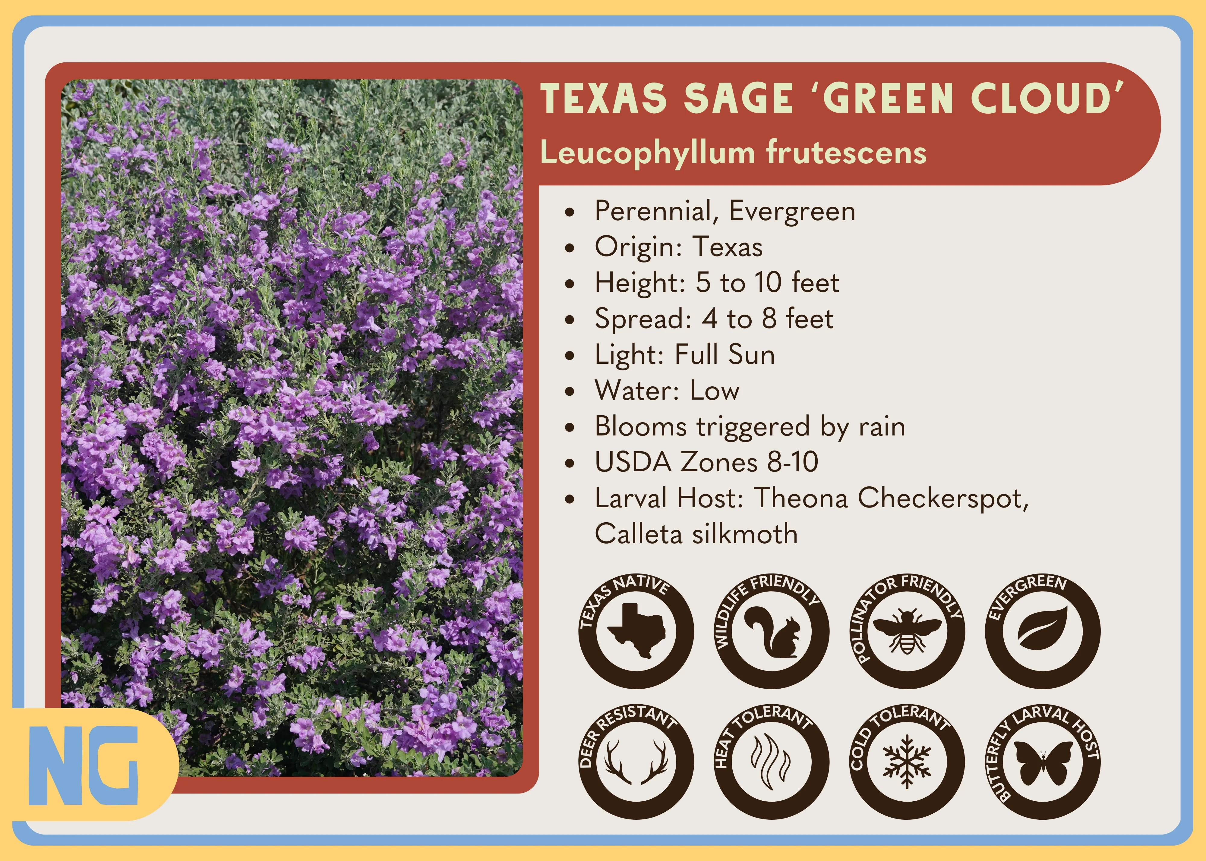 Texas Sage 'Green Cloud' - Image 3