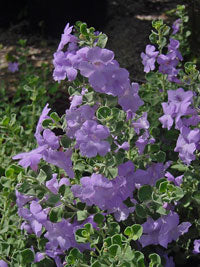 Texas Sage 'Lynn's Legacy - Image 2