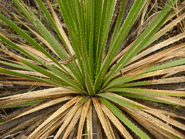 Texas Sotol - Image 2