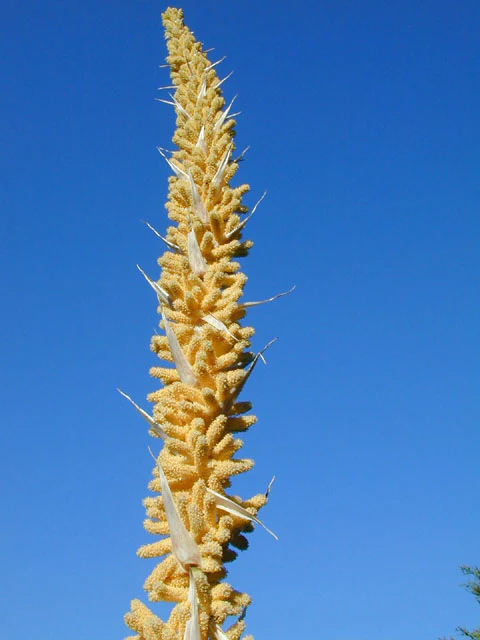 Texas Sotol - Image 3