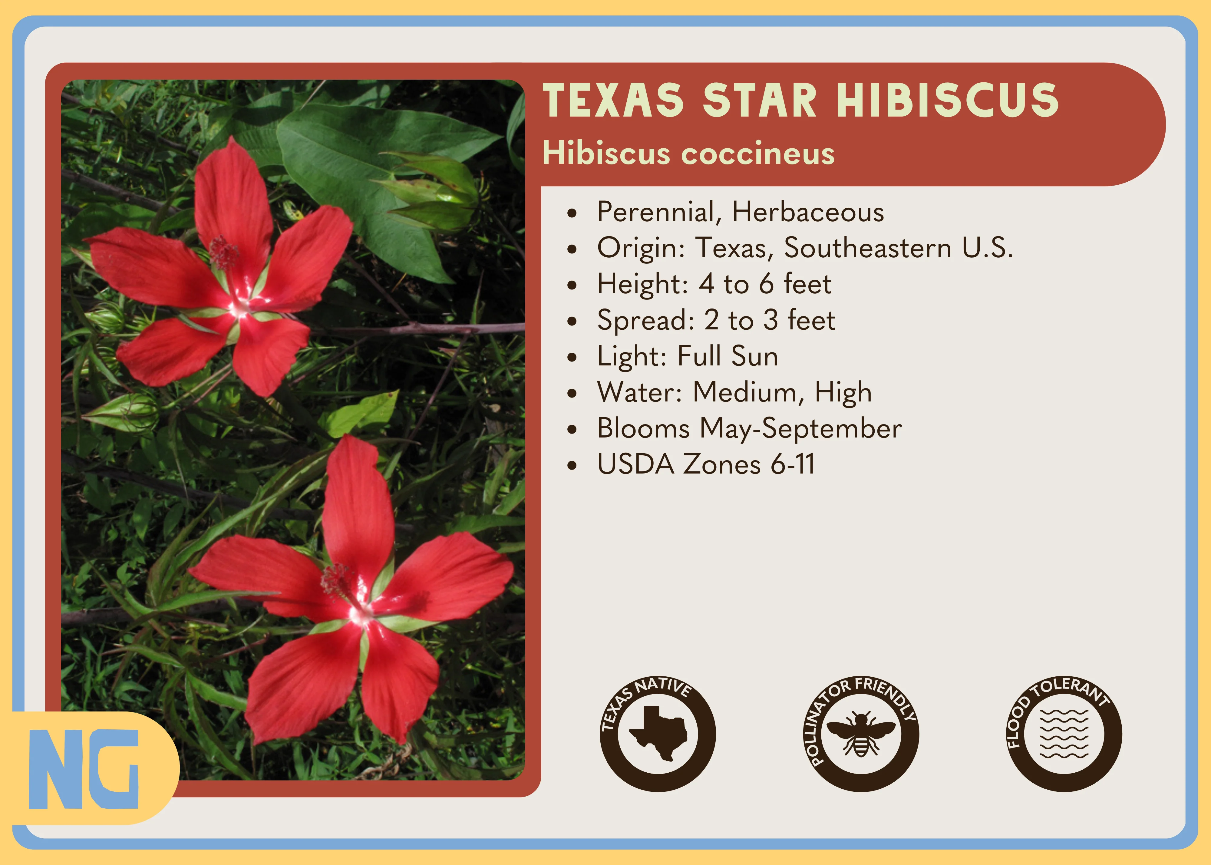 Texas Star Hibiscus - Image 3