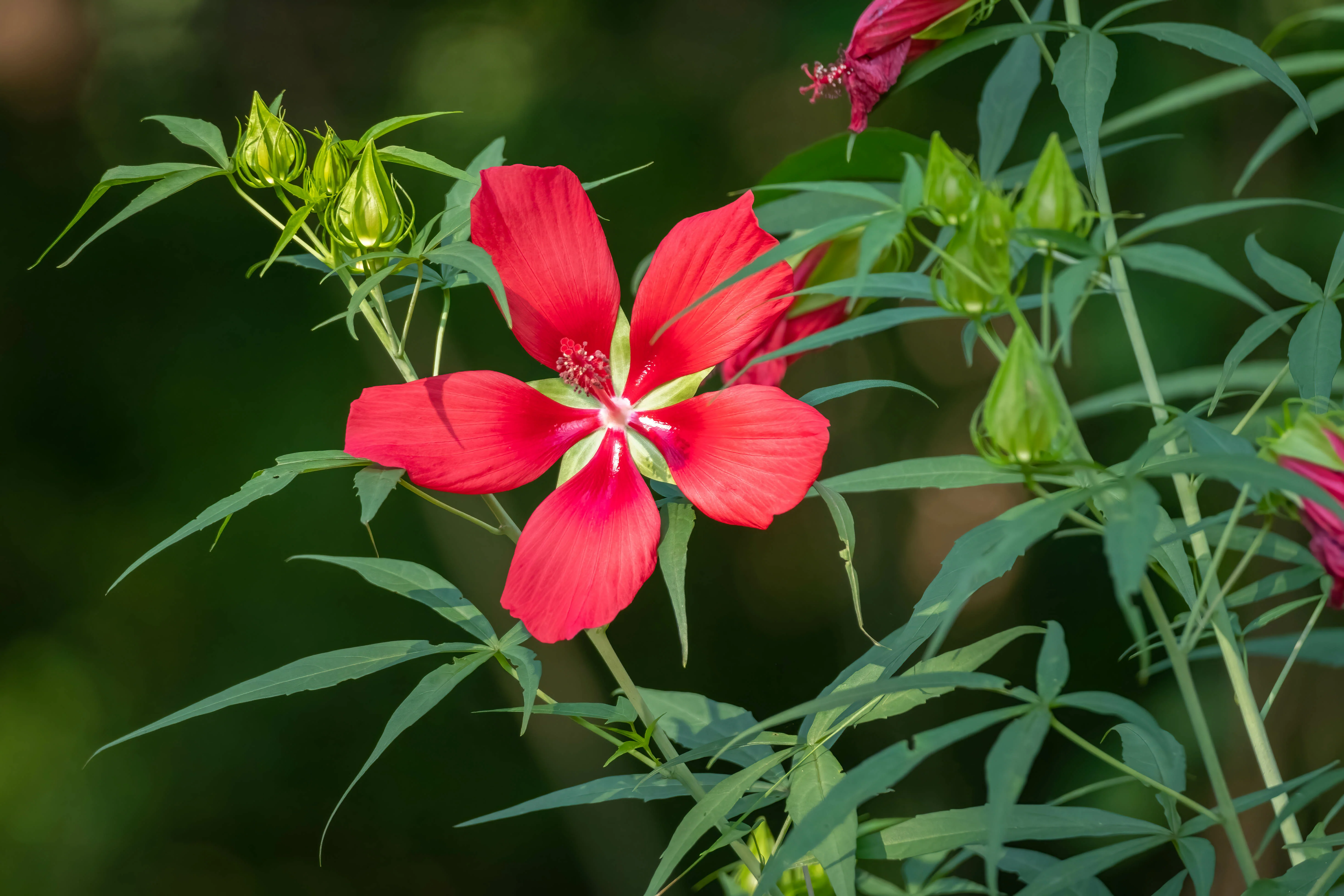 Texas Star Hibiscus - Image 4