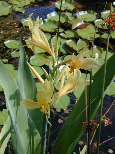 Texas Water Canna - Image 2
